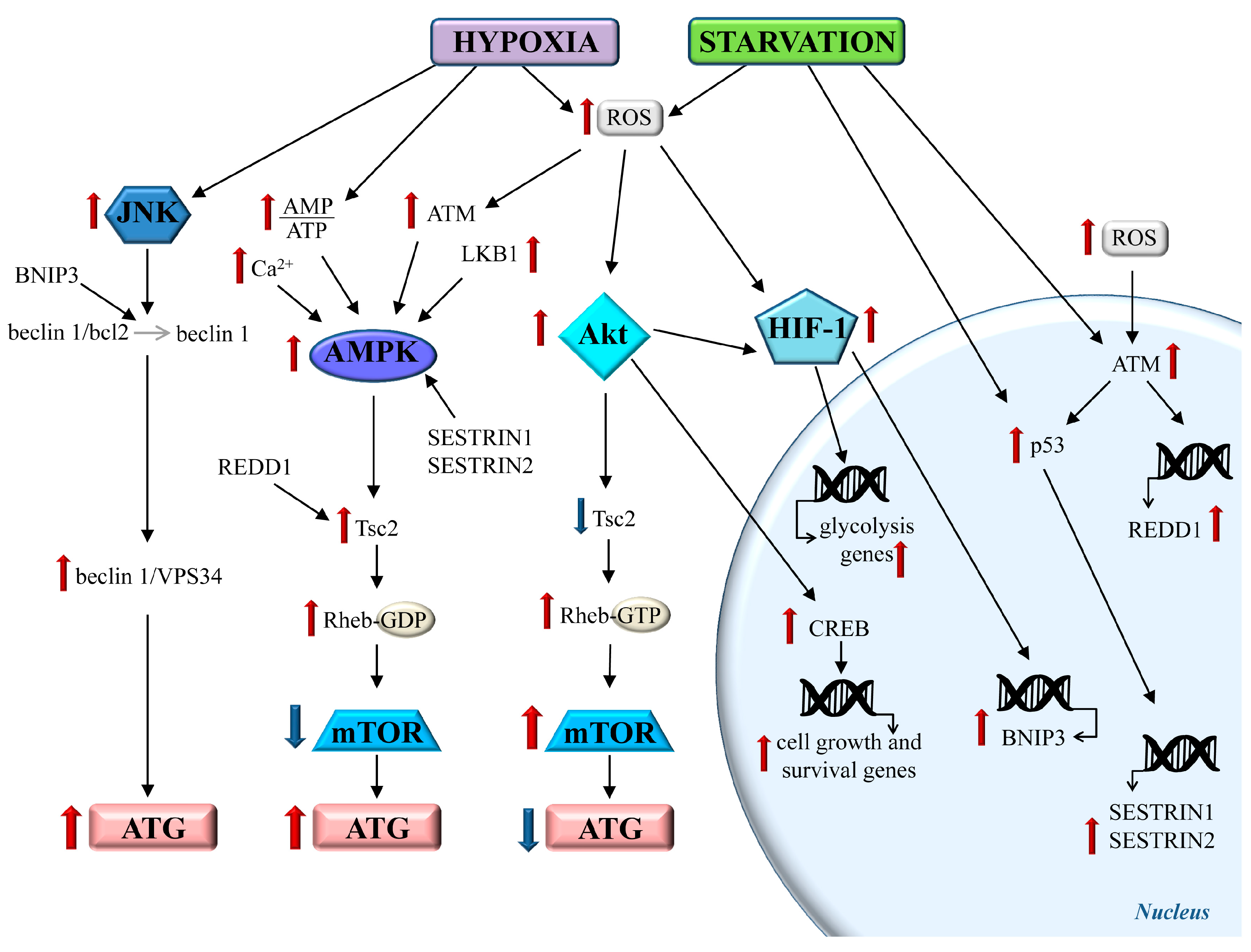 Hex hypoxia фото