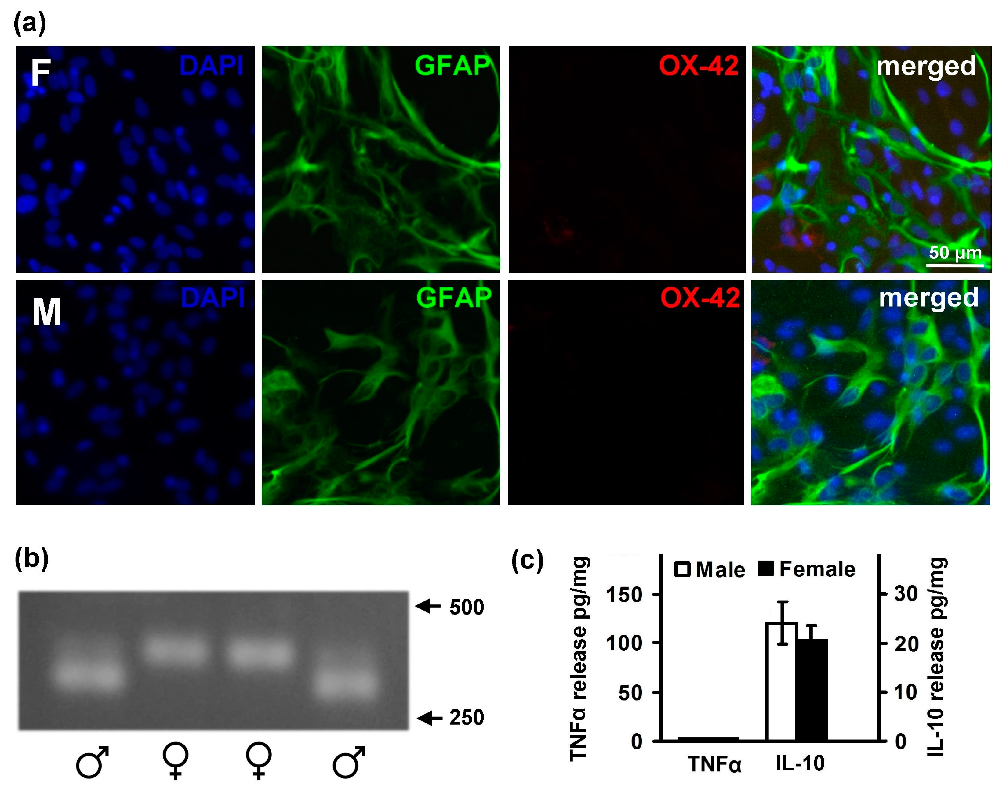 IJMS Free Full-Text Sex-Mediated Differences in LPS Induced Alterations of TNFα, IL-10 Expression, and Prostaglandin Synthesis in Primary Astrocytes photo