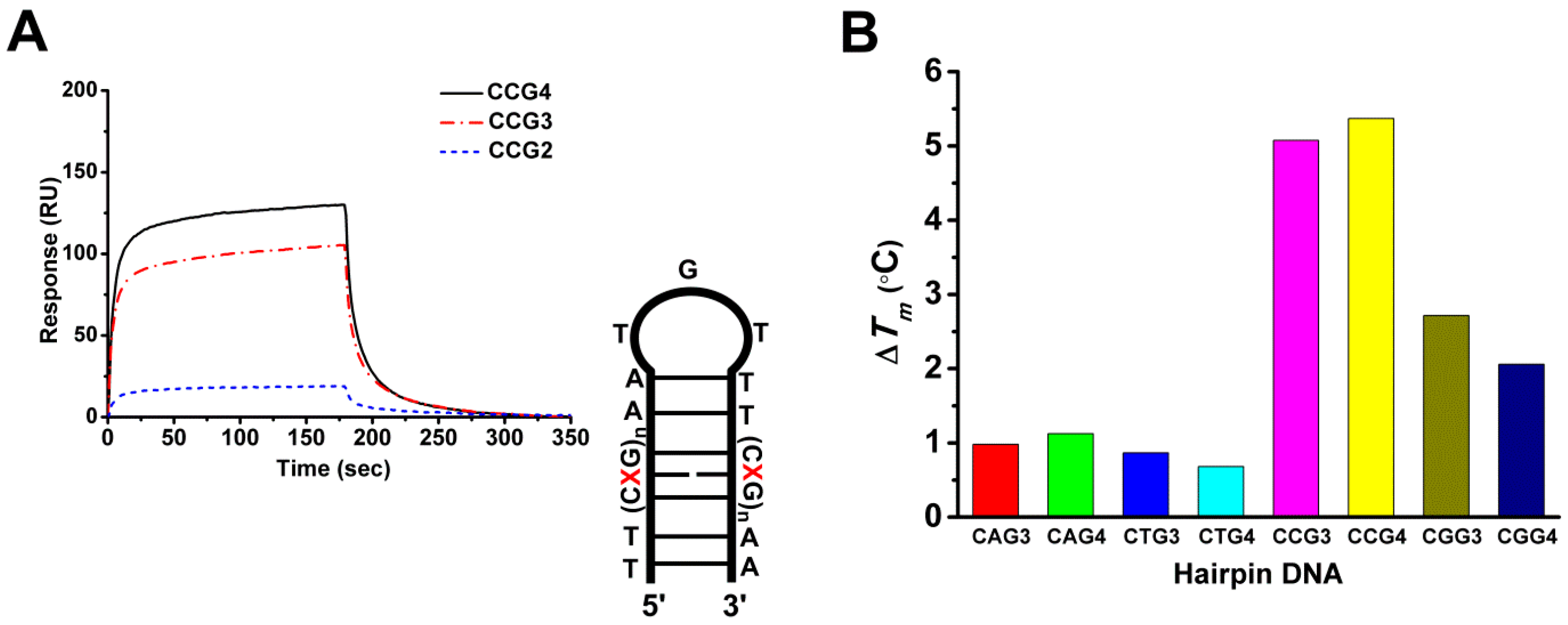 Ijms Free Full Text Coii Chromomycin 2 Complex Induces A Conformational Change Of Ccg Repeats From I Motif To Base Extruded Dna Duplex Html