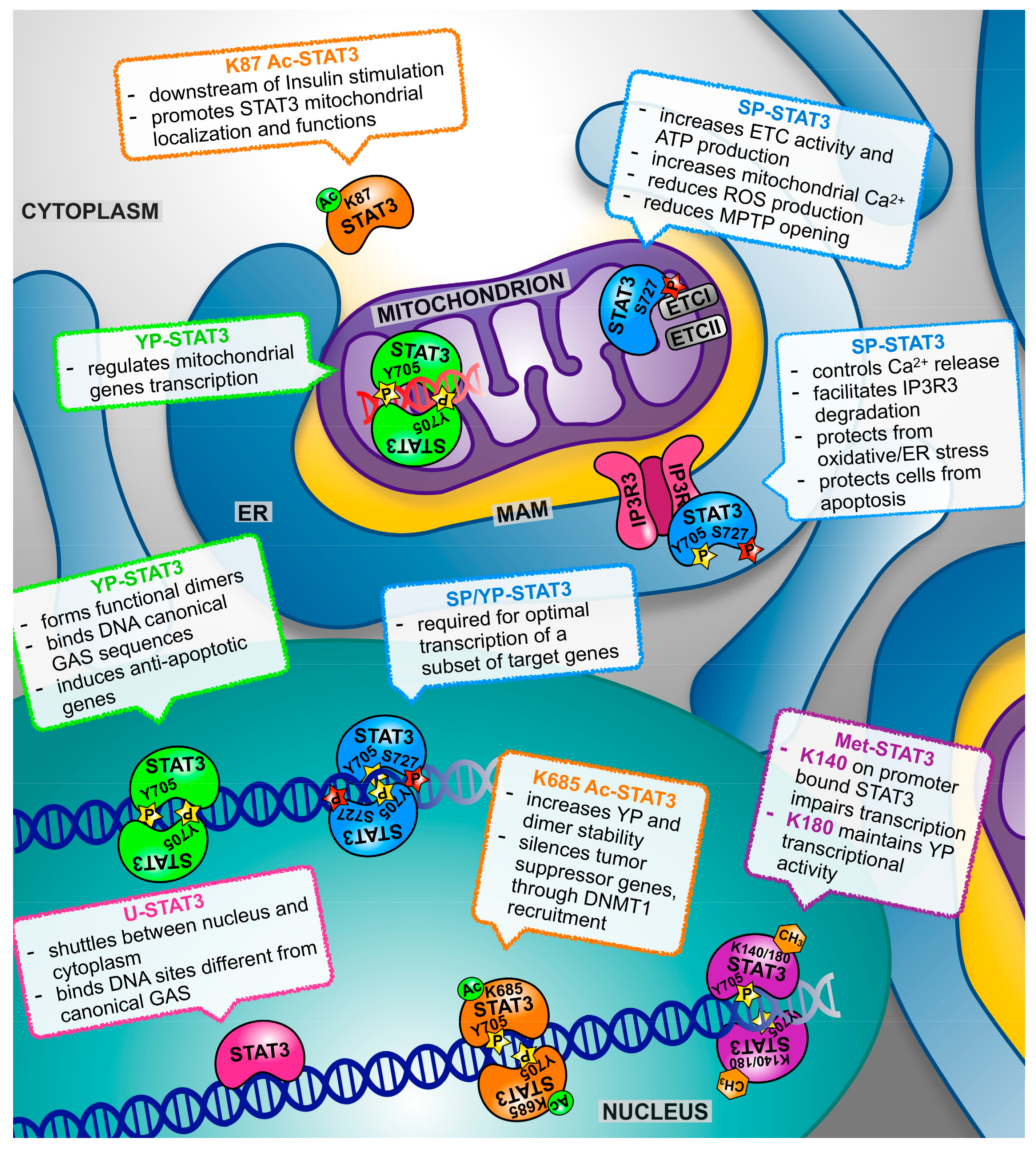 Ijms Free Full Text Nucleus Mitochondrion Or Reticulum Stat3 A La Carte