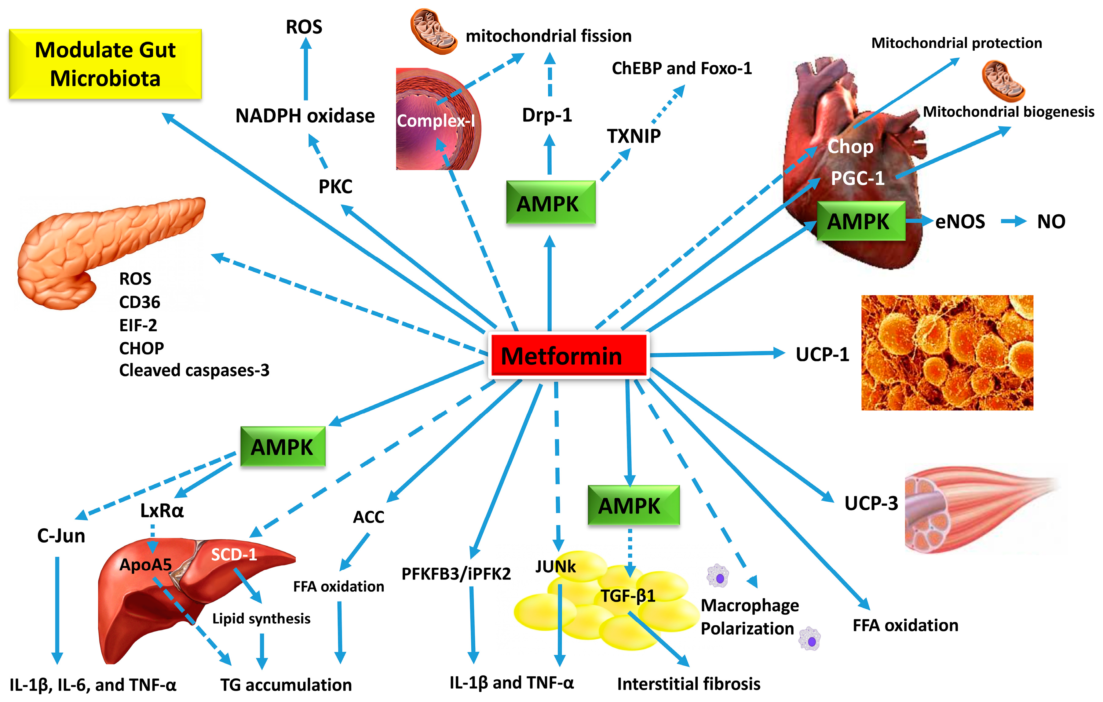 Metformin and liver function