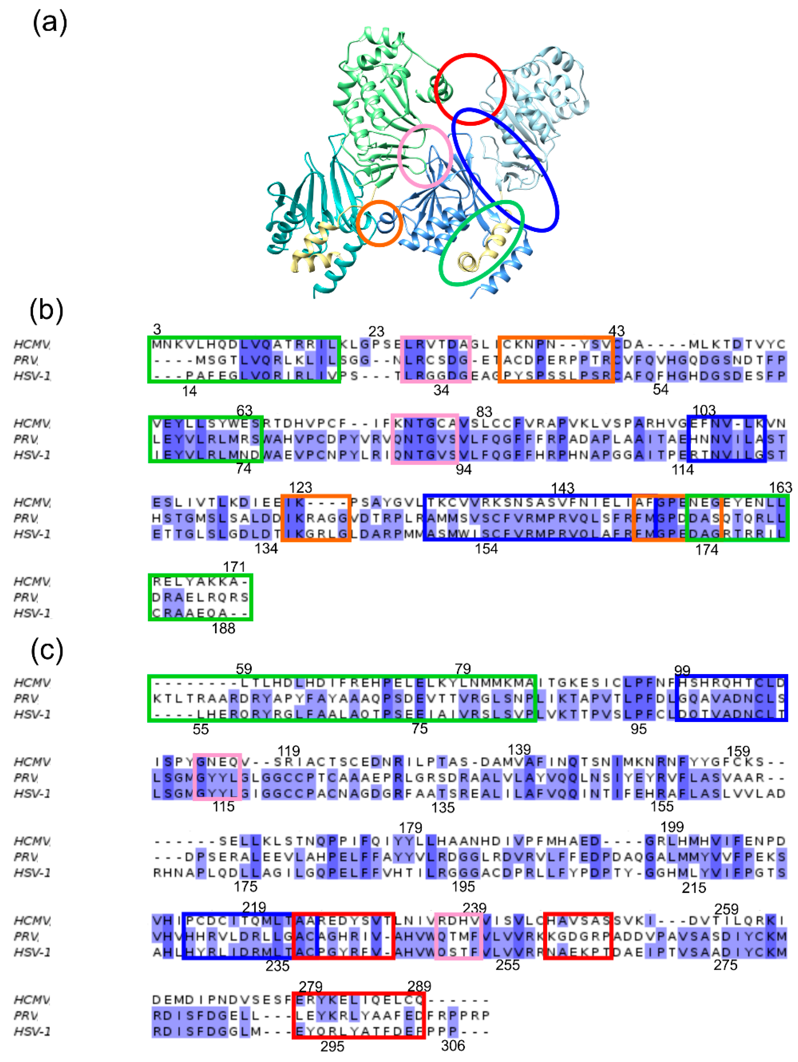 IJMS | Free Full-Text | Conformational Dynamics of Herpesviral NEC