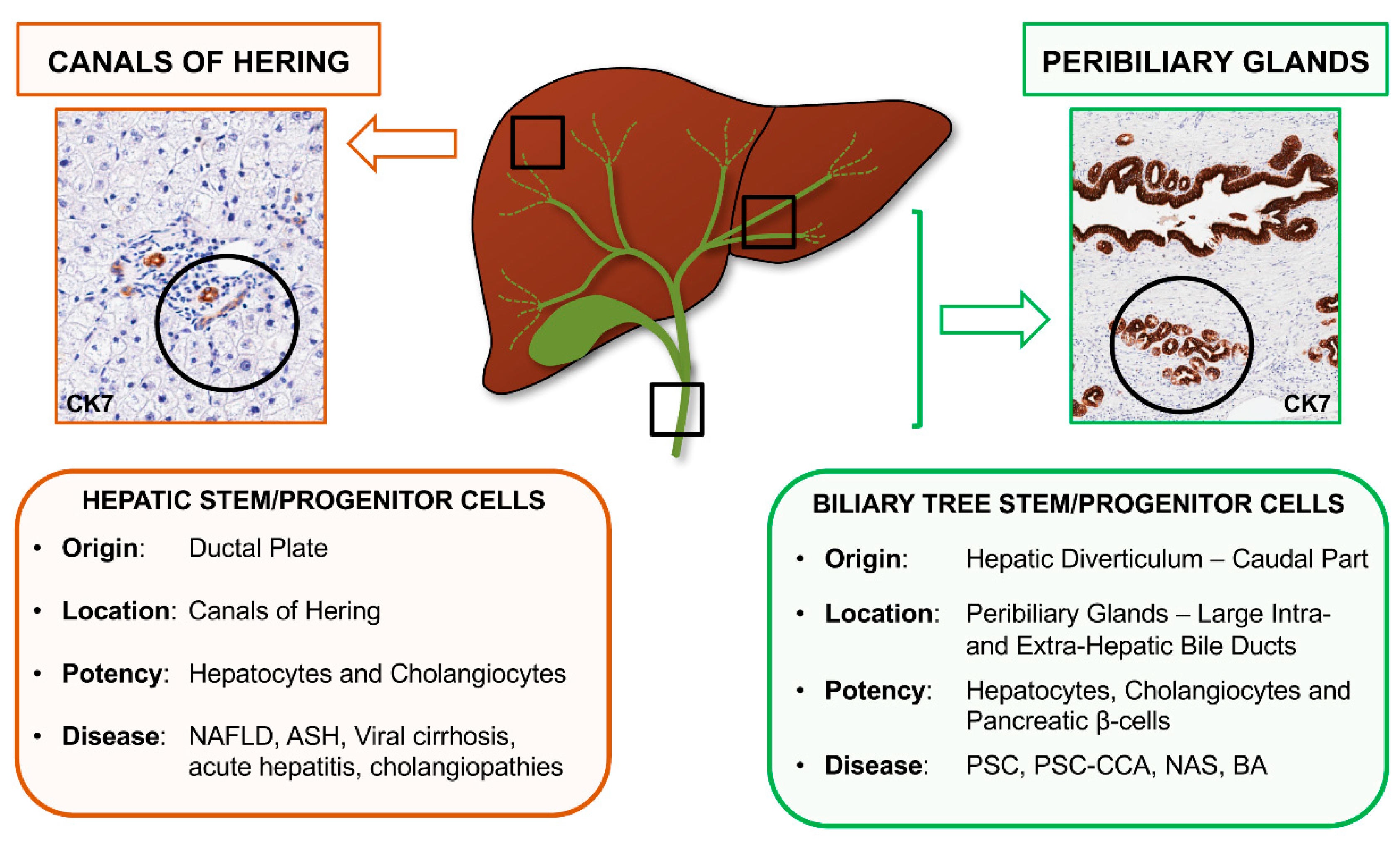 IJMS | Free Full-Text | Contribution of Resident Stem Cells to Liver and  Biliary Tree Regeneration in Human Diseases | HTML
