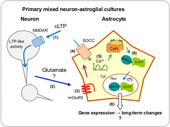 IJMS | Free Full-Text | Neuronal Activity-Dependent Activation of  Astroglial Calcineurin in Mouse Primary Hippocampal Cultures | HTML
