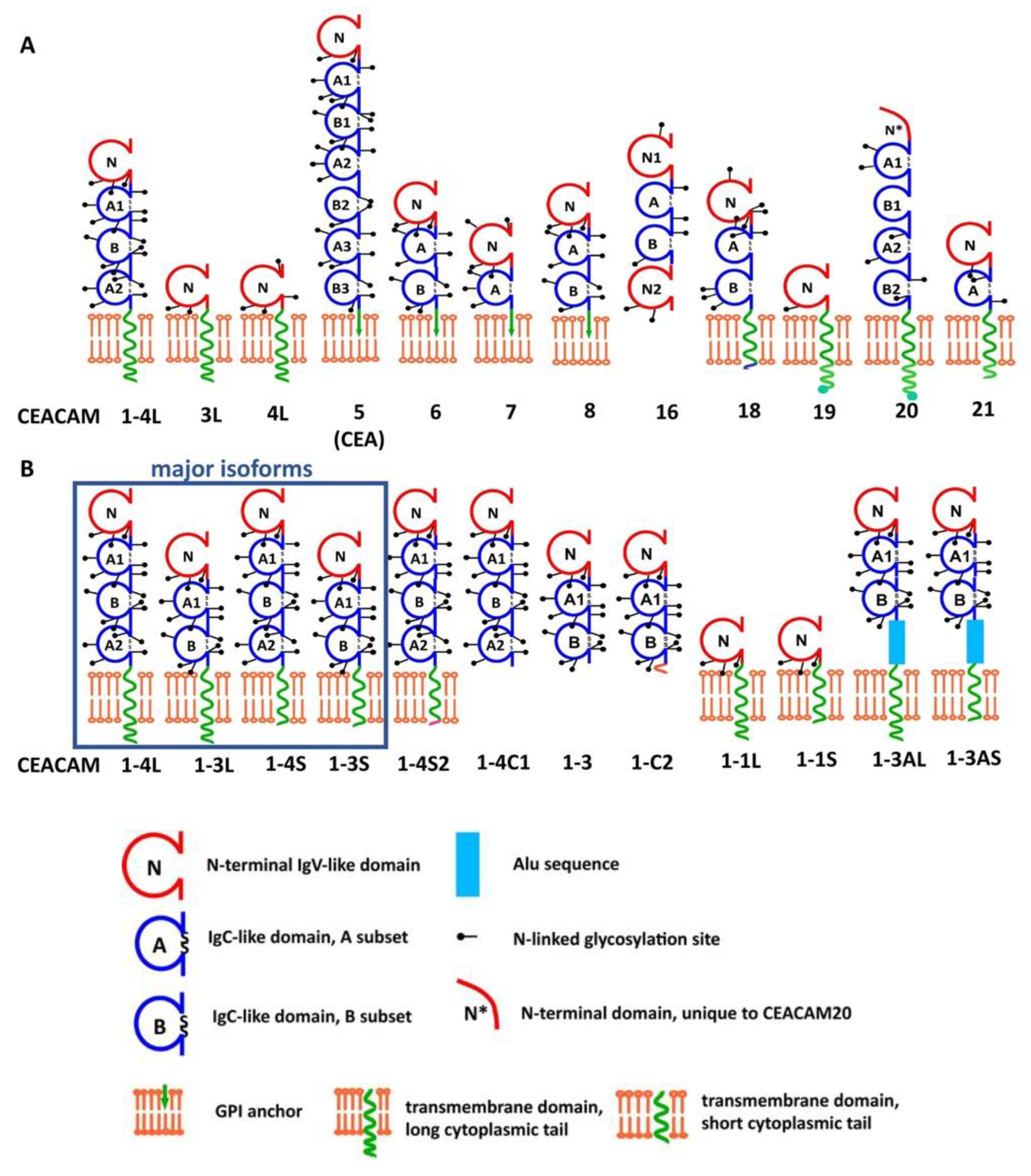 Ijms Free Full Text Ceacam1 In Liver Injury Metabolic And Immune Regulation Html