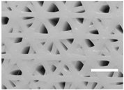 Ijms 19 03148 i002 Ijms 19 03148 i002