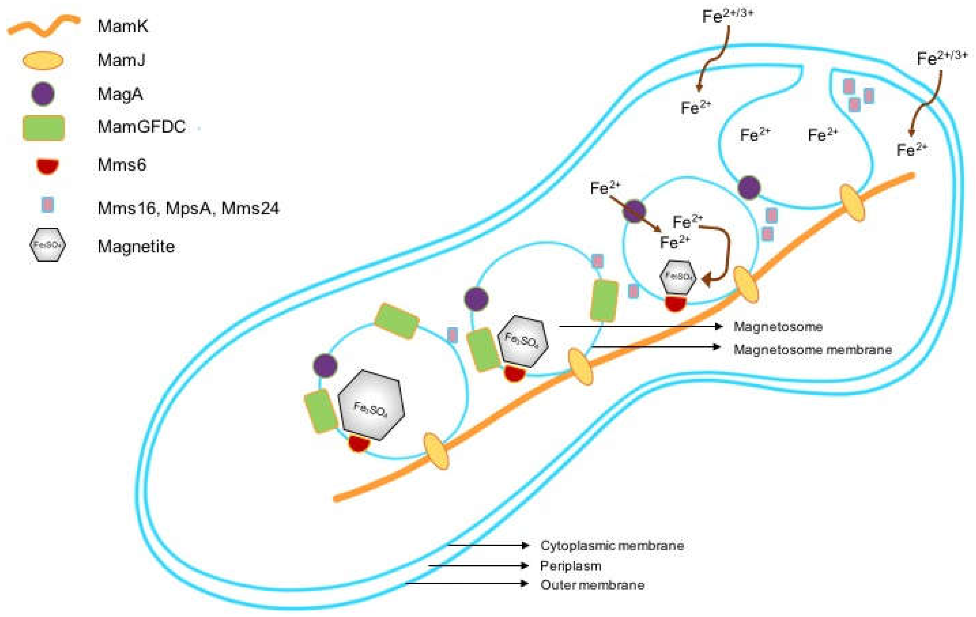 Ijms 19 03159 g001 Ijms 19 03159 g001