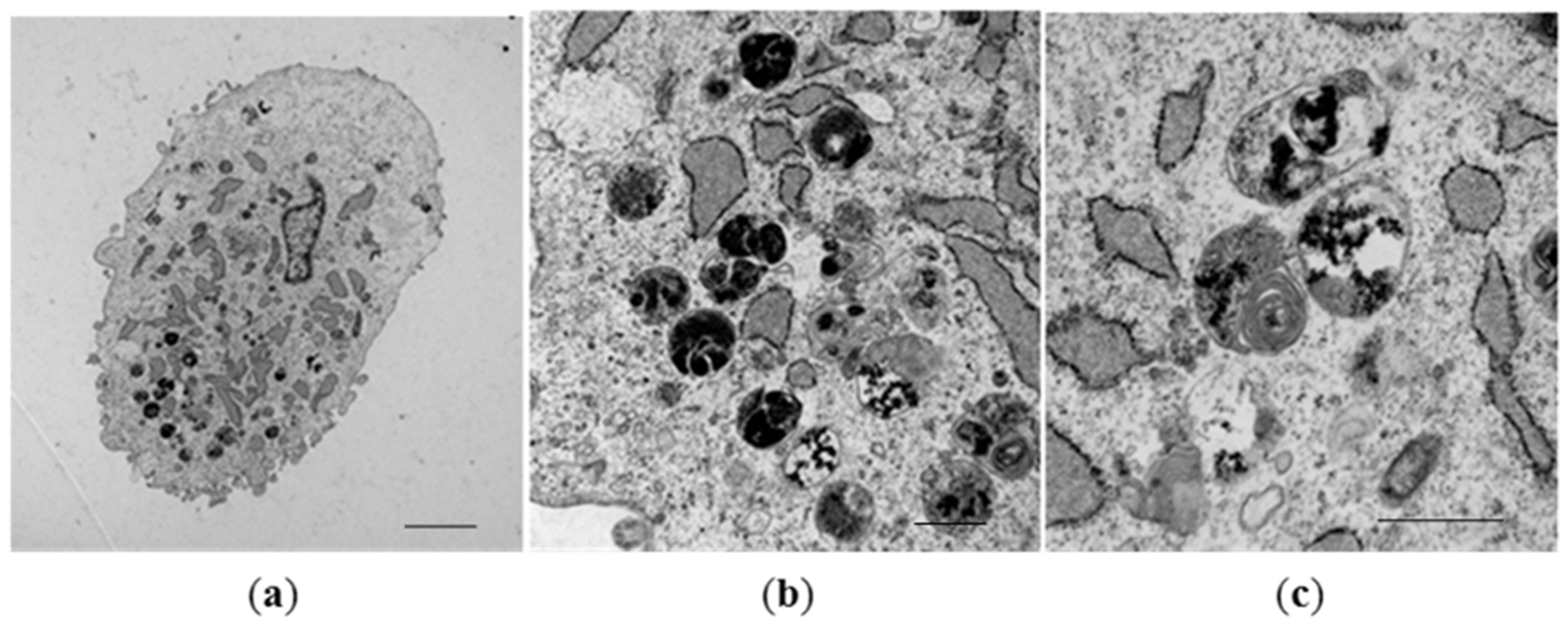 Ijms 19 03159 g003 Ijms 19 03159 g003