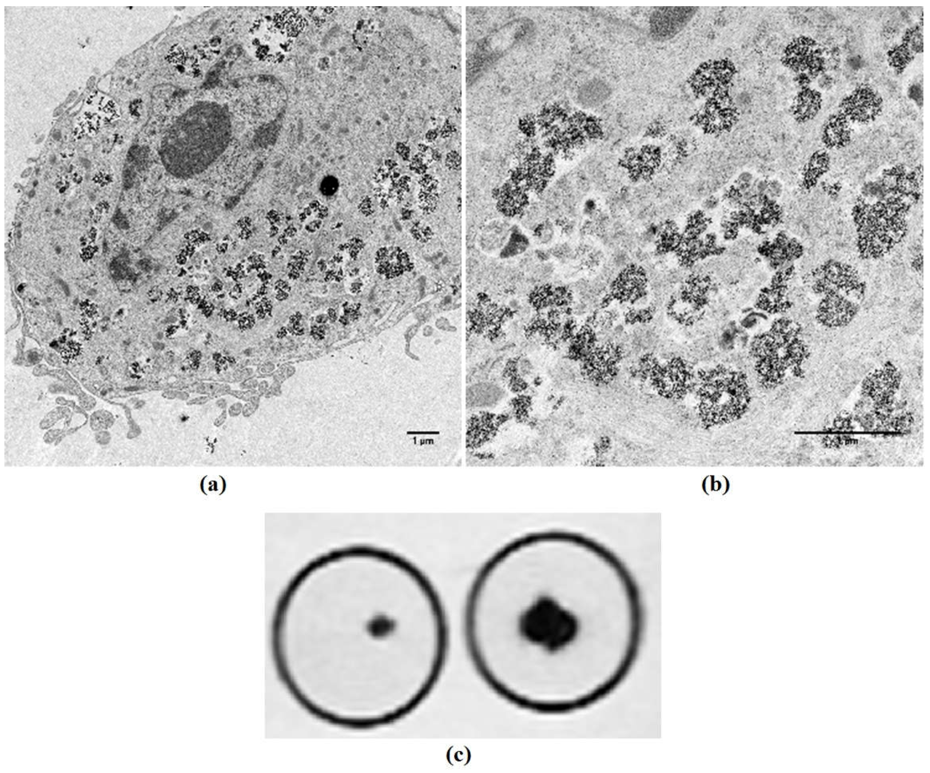 Ijms 19 03159 g007 Ijms 19 03159 g007