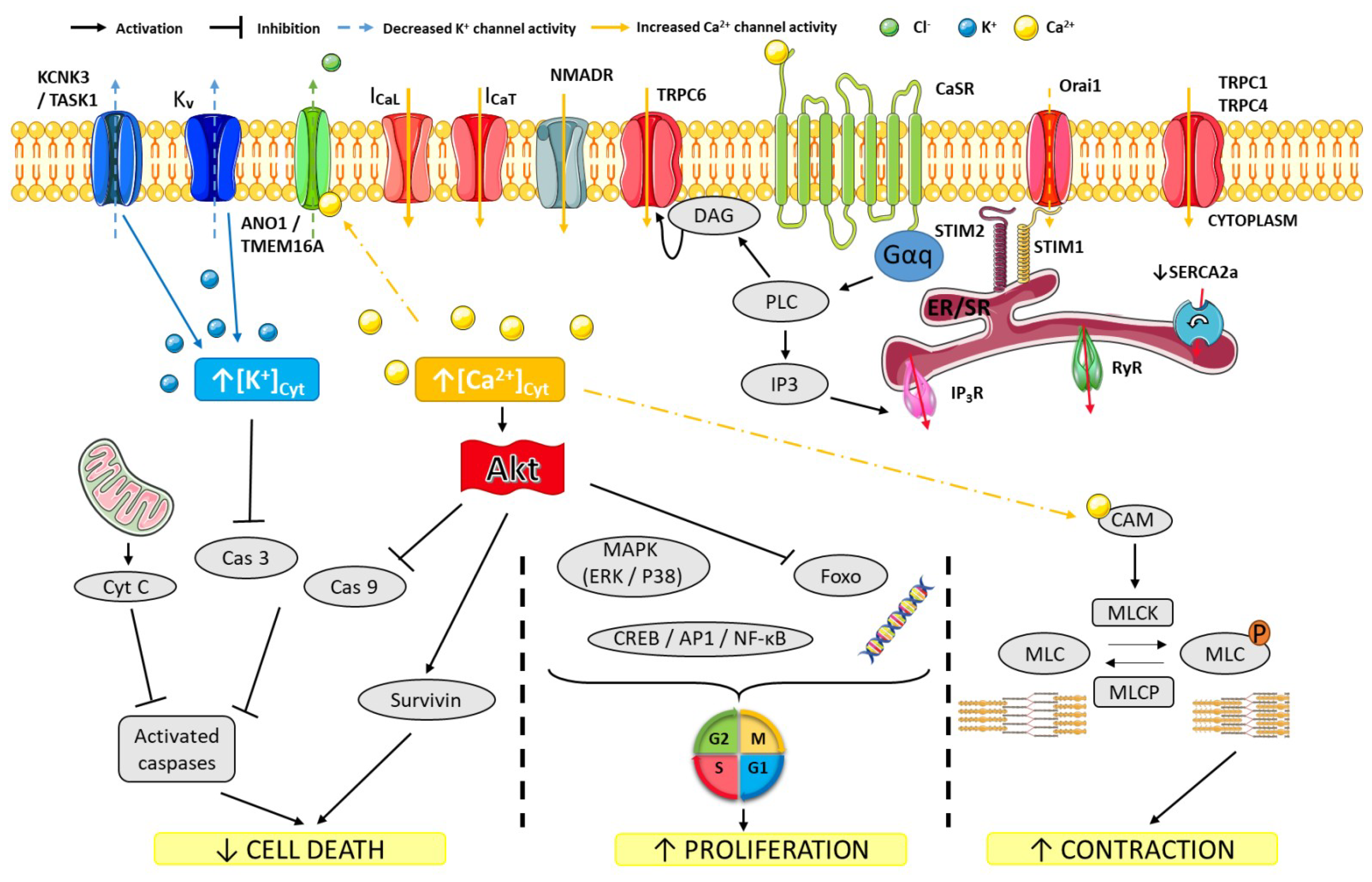 IJMS | Free Full-Text | Ion Channels in Pulmonary Hypertension: A  Therapeutic Interest? | HTML