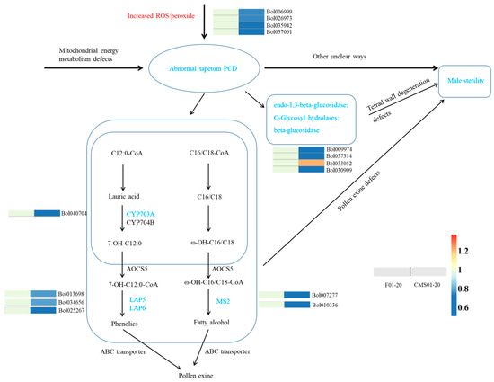 IJMS | Free Full-Text | iTRAQ-Based Proteomic Analysis of Ogura