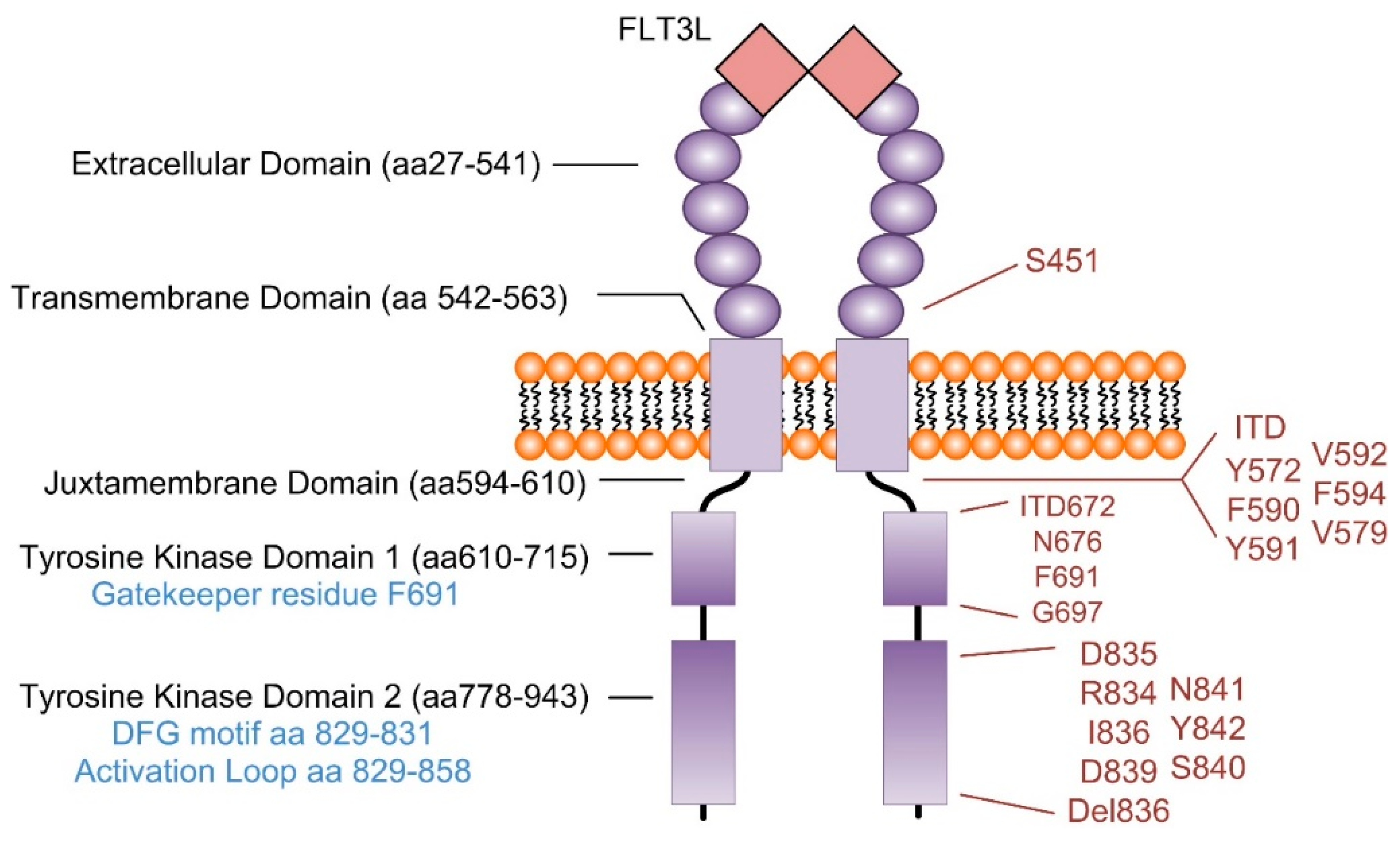 IJMS | Free Full-Text | Targeting Oncogenic Signaling in Mutant FLT3