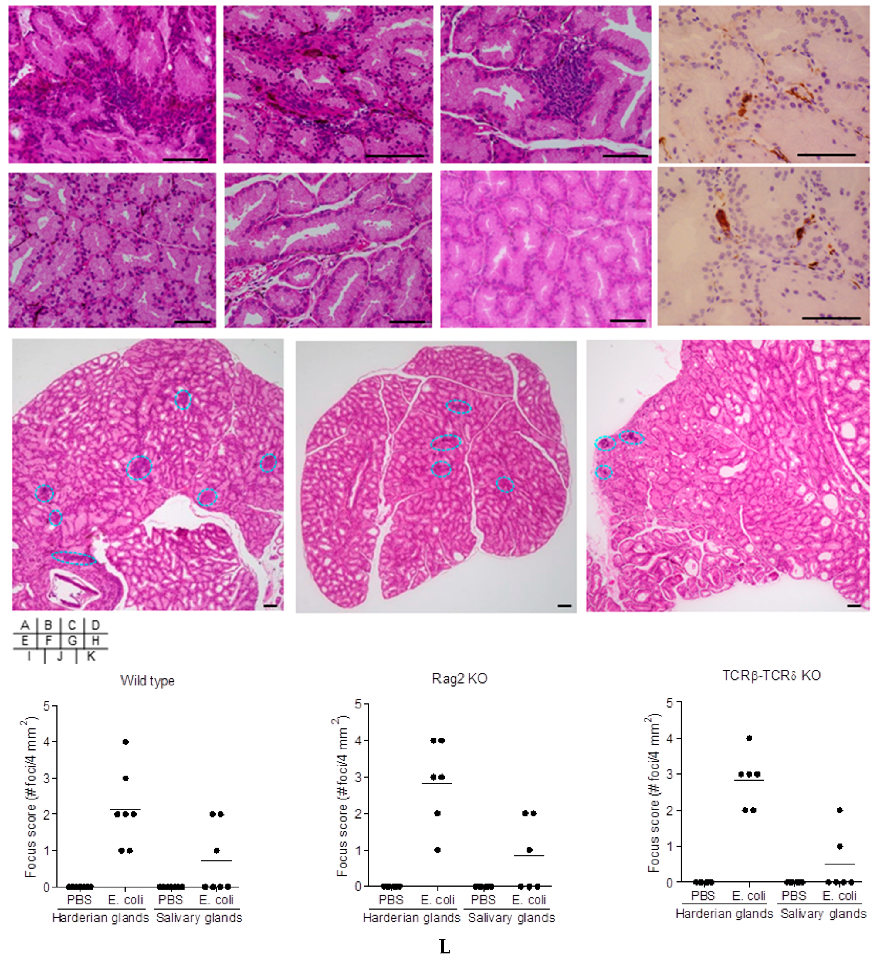 Ijms 19 03241 g002 Ijms 19 03241 g002