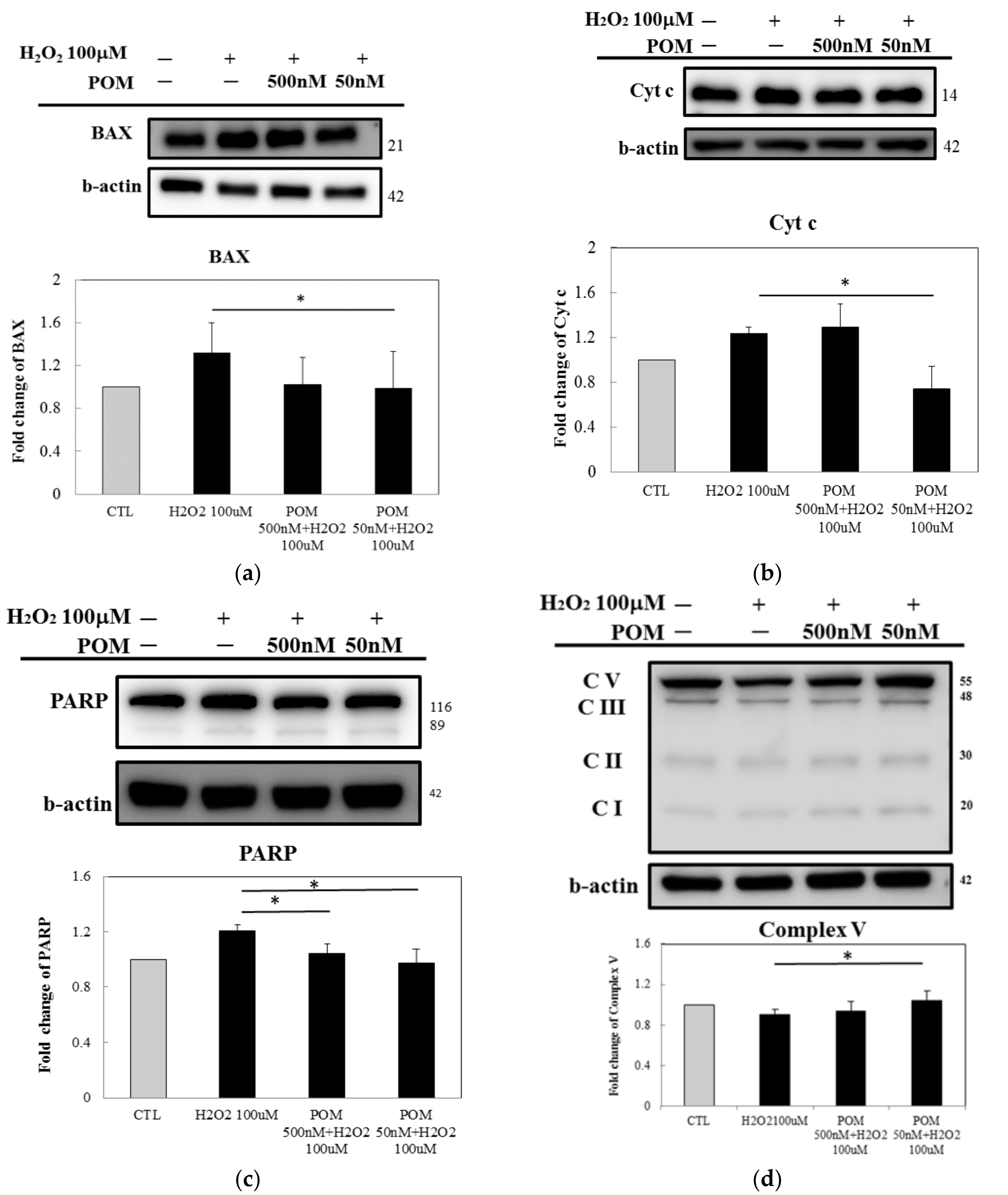 Unødvendig dump Springboard IJMS | Free Full-Text | Pomalidomide Ameliorates H2O2-Induced Oxidative  Stress Injury and Cell Death in Rat Primary Cortical Neuronal Cultures by  Inducing Anti-Oxidative and Anti-Apoptosis Effects | HTML