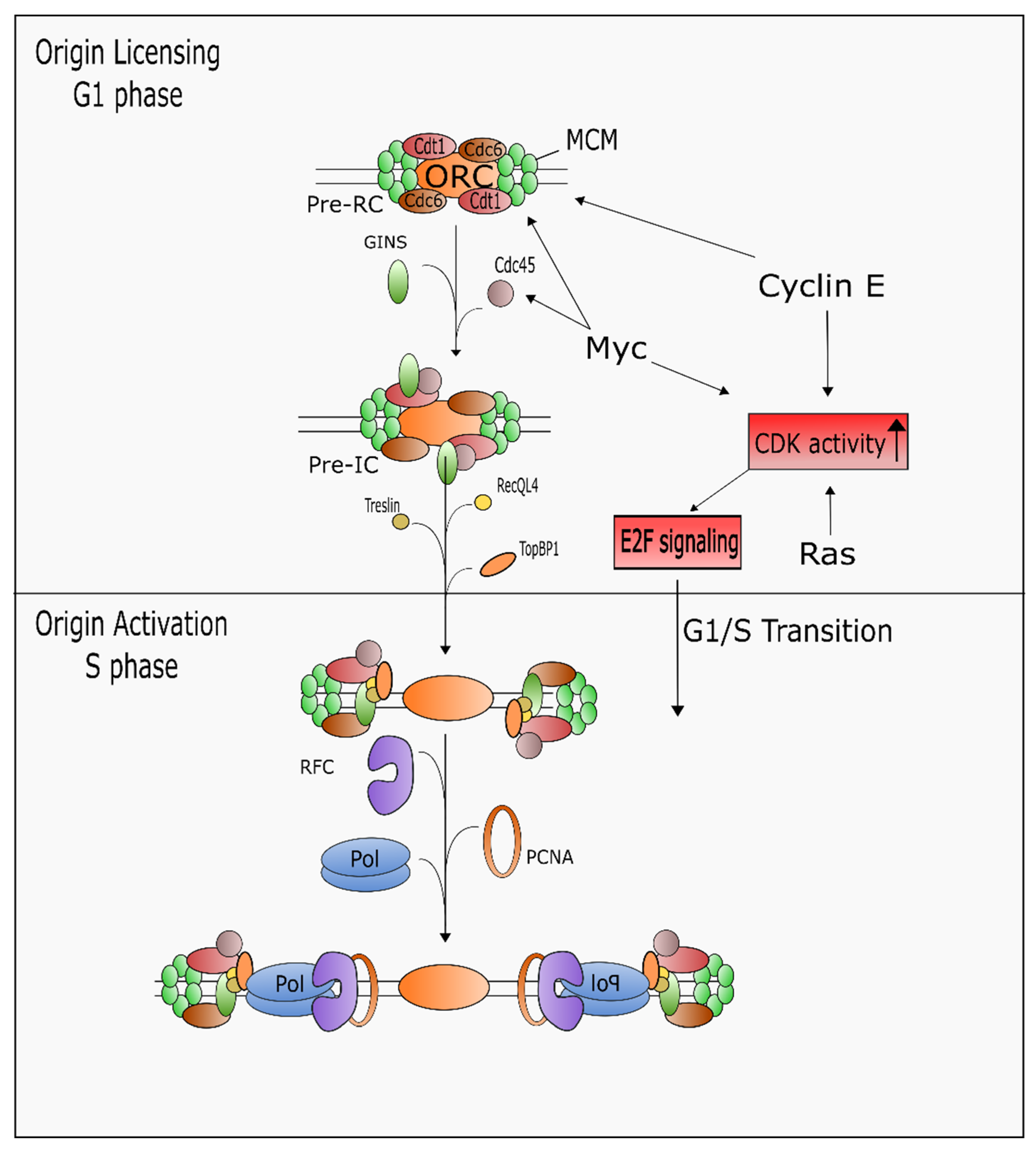 IJMS | Free Full-Text | Detours to Replication: Functions of Specialized DNA  Polymerases during Oncogene-induced Replication Stress