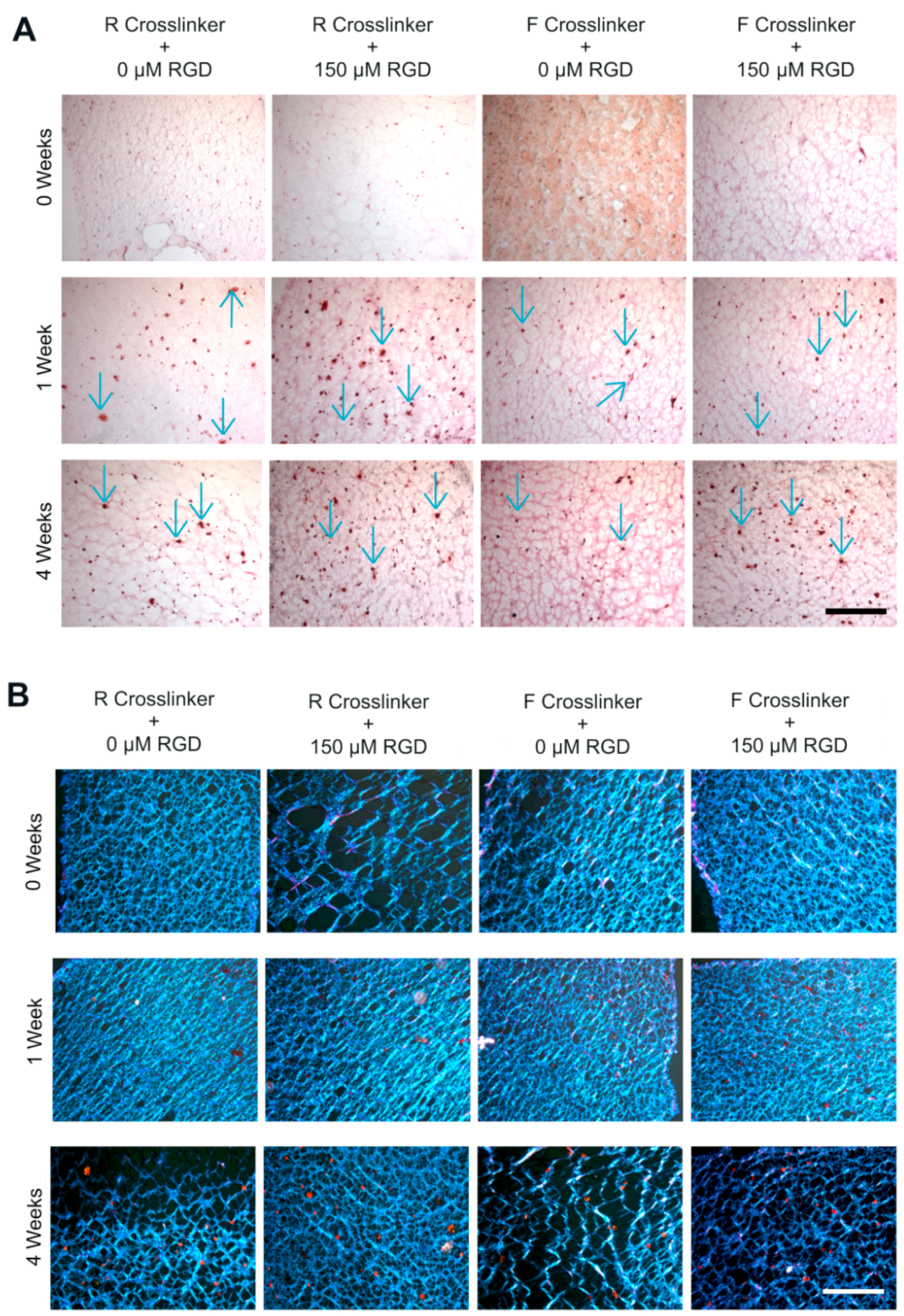 Ijms 19 03341 g009 Ijms 19 03341 g009