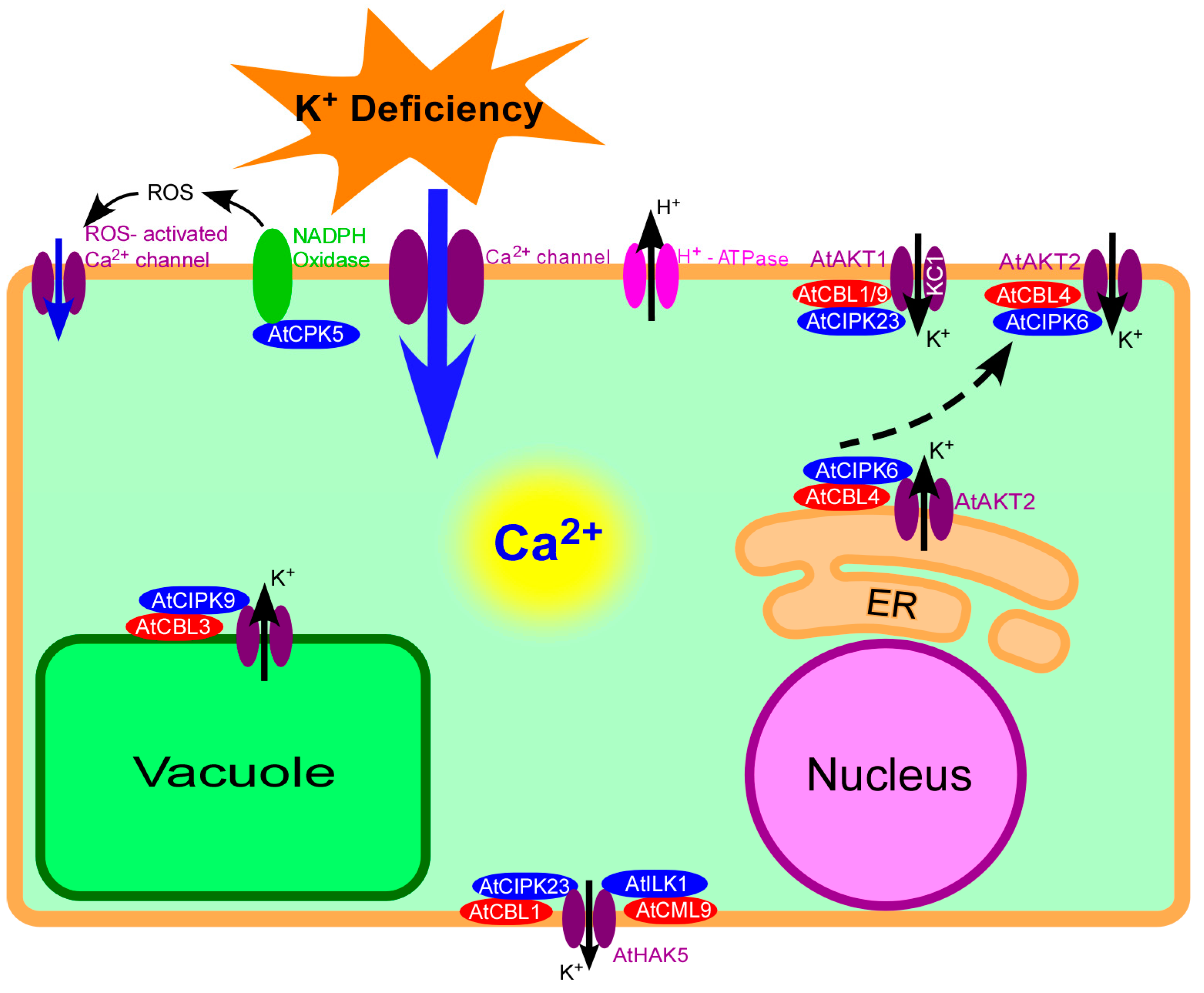 IJMS | Free Full-Text | Plant Calcium Signaling in Response to 