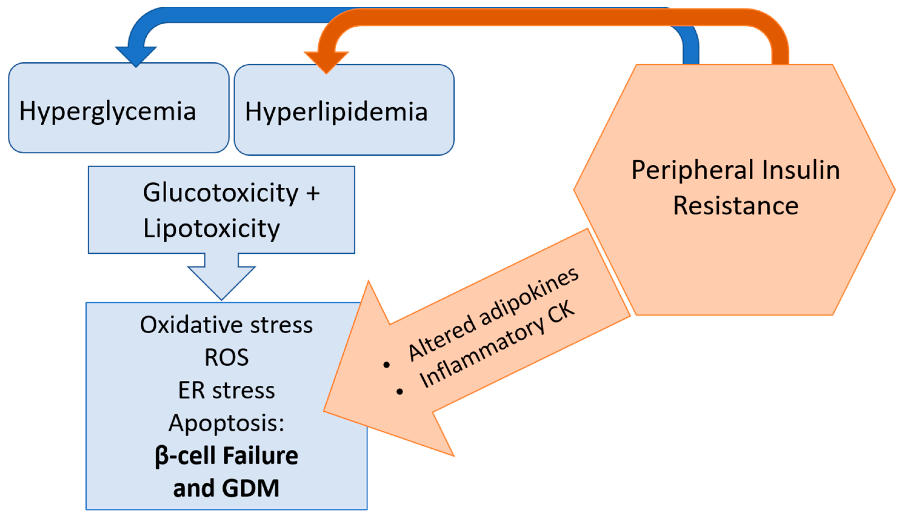 Ijms Free Full Text Maternal B Cell Adaptations In Pregnancy And Placental Signalling Implications For Gestational Diabetes Html