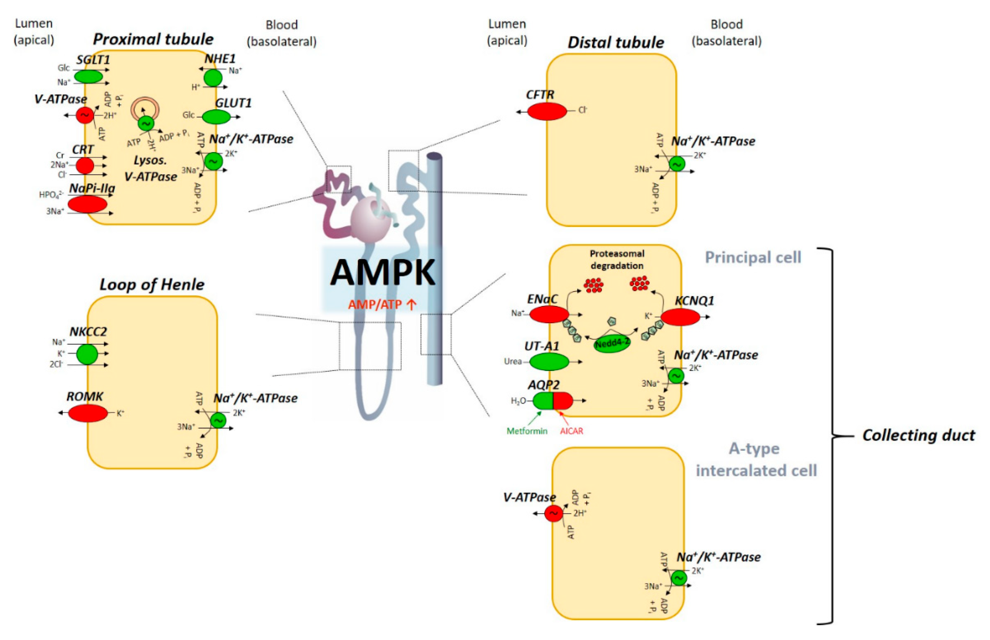 IJMS | Free Full-Text | AMP-Activated Protein Kinase (AMPK)-Dependent