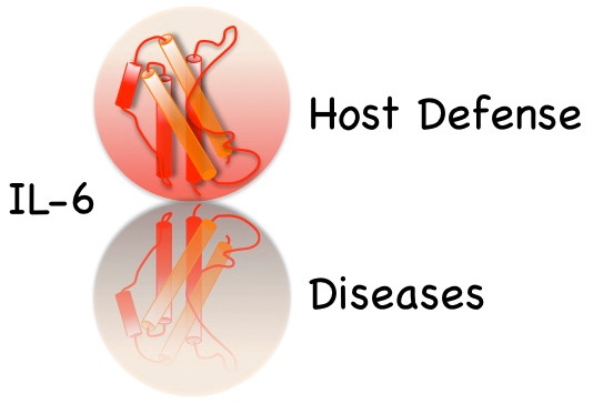 IJMS | Free Full-Text | The Two-Faced Cytokine IL-6 in Host Defense and  Diseases | HTML