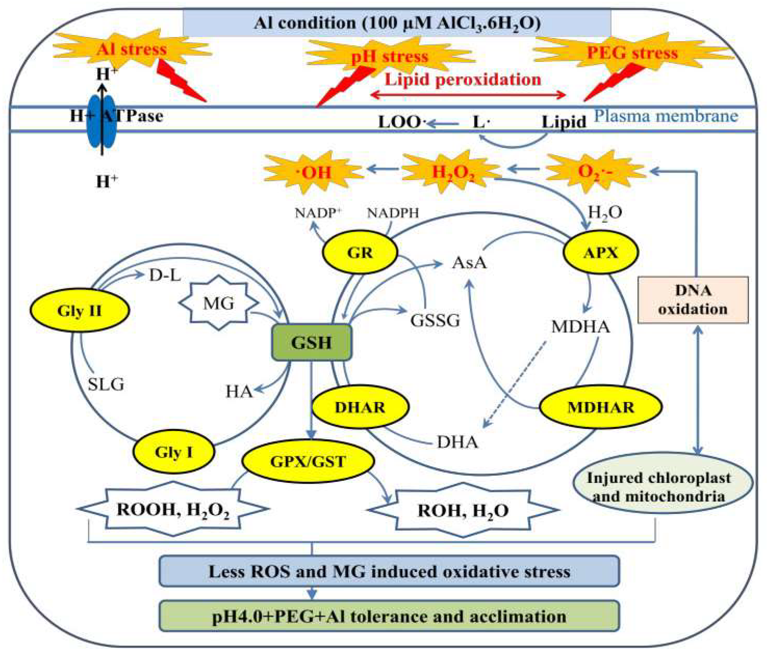 Стресс и липиды. Antioxidant Defense and stress tolerance in Plants.