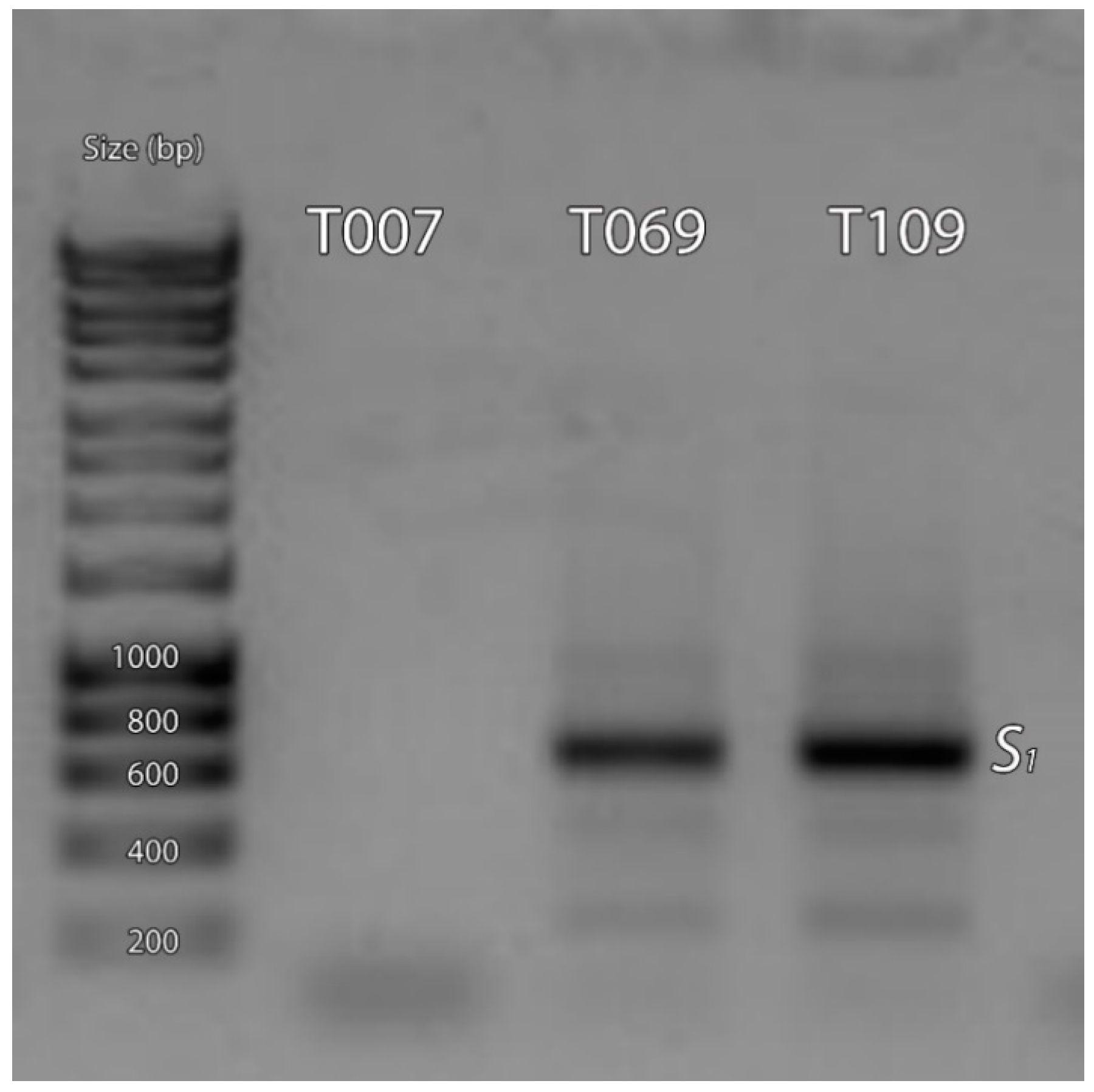 Ijms 19 03612 g002 Ijms 19 03612 g002