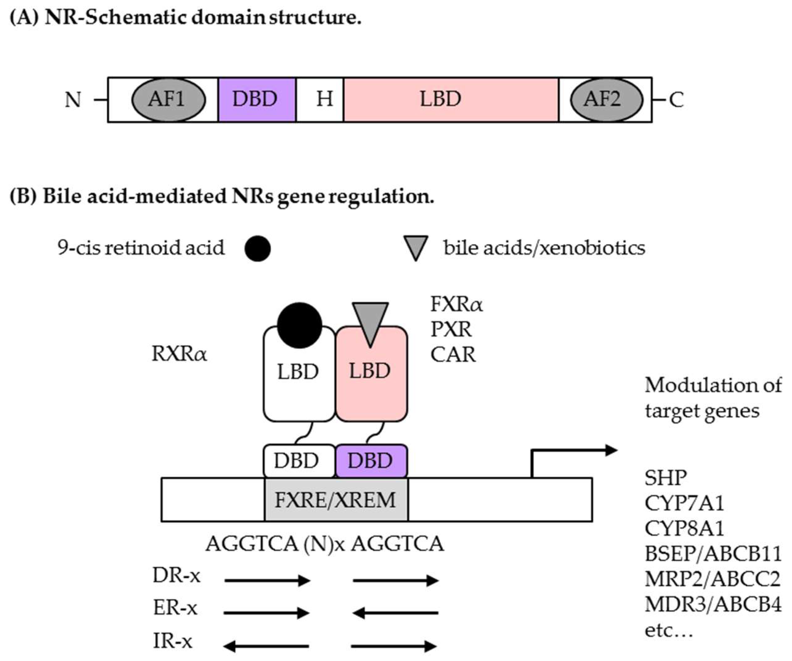 IJMS | Free Full-Text | Nuclear Receptor Metabolism Of Bile Acids And ...