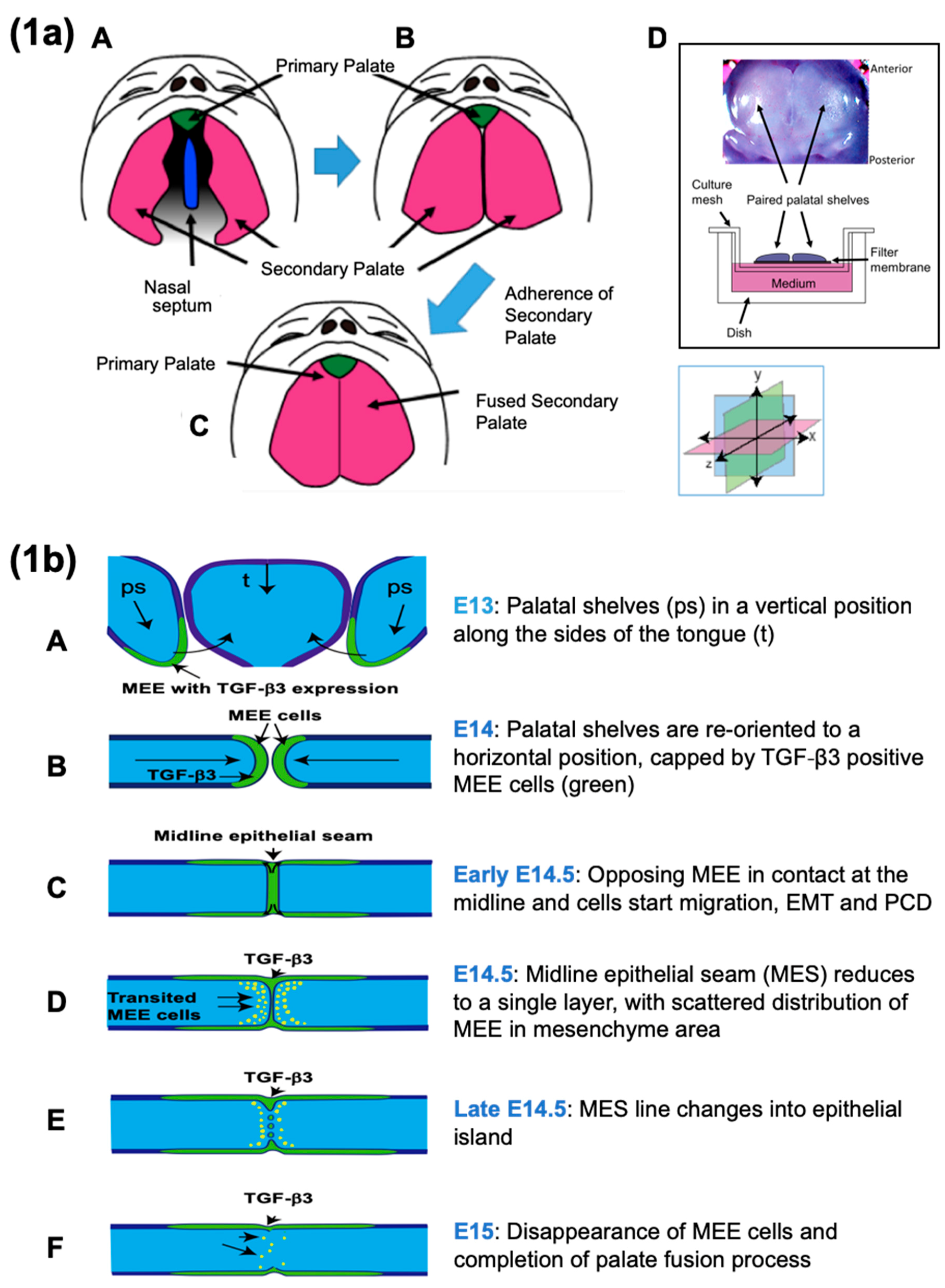 IJMS | Free Full-Text | TGF-β Signaling and the Epithelial-Mesenchymal ...