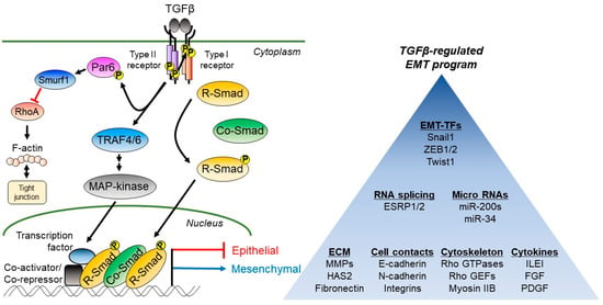 Fra-1/AP-1 induces EMT in mammary epithelial cells by modulating Zeb1/2 and  TGFβ expression