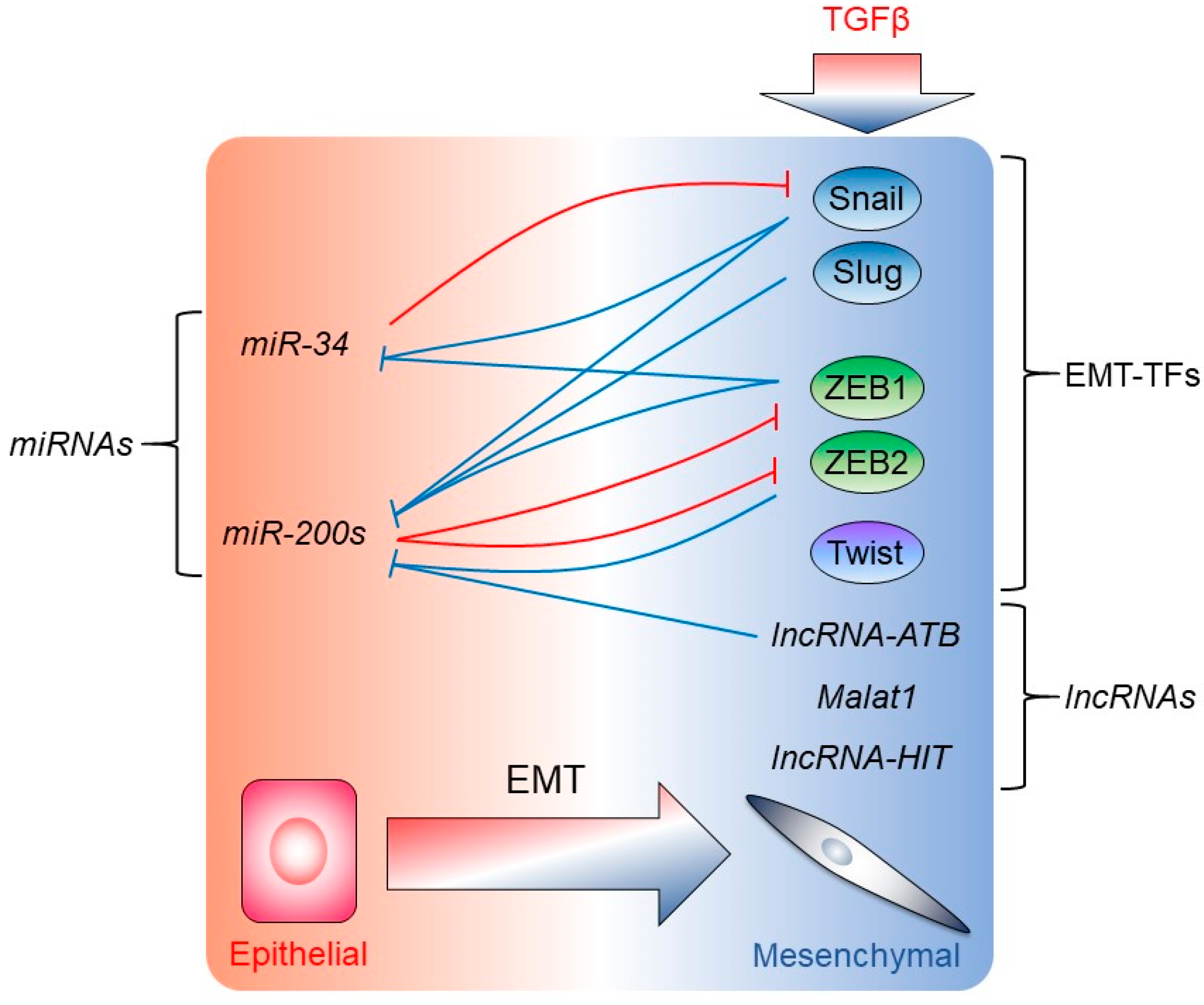 Fra-1/AP-1 induces EMT in mammary epithelial cells by modulating Zeb1/2 and  TGFβ expression