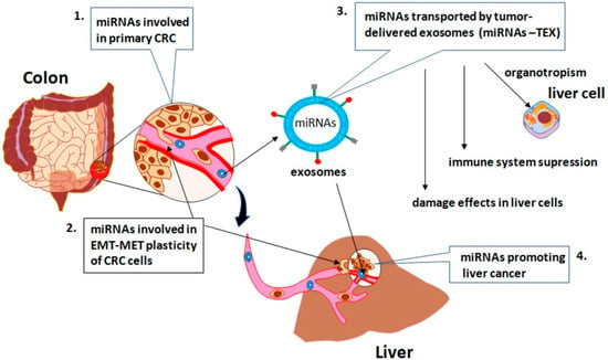 Ijms Free Full Text The Impact Of Mirna In Colorectal Cancer Progression And Its Liver Metastases Html