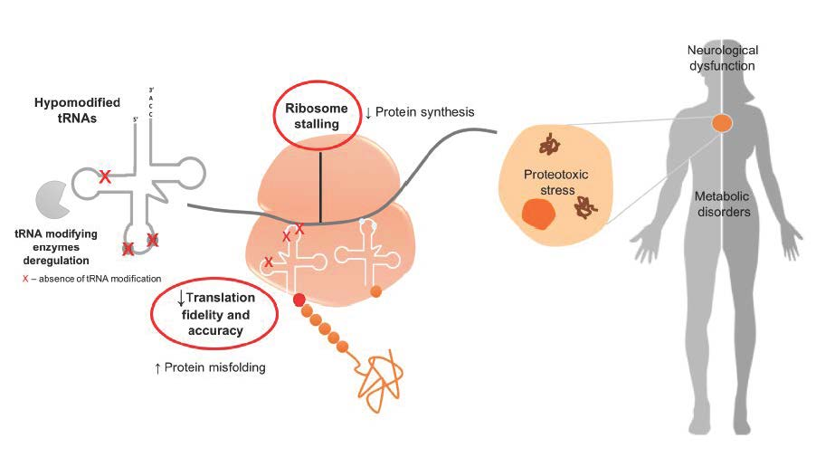 IJMS | Free Full-Text | Impact of tRNA Modifications and tRNA-Modifying ...