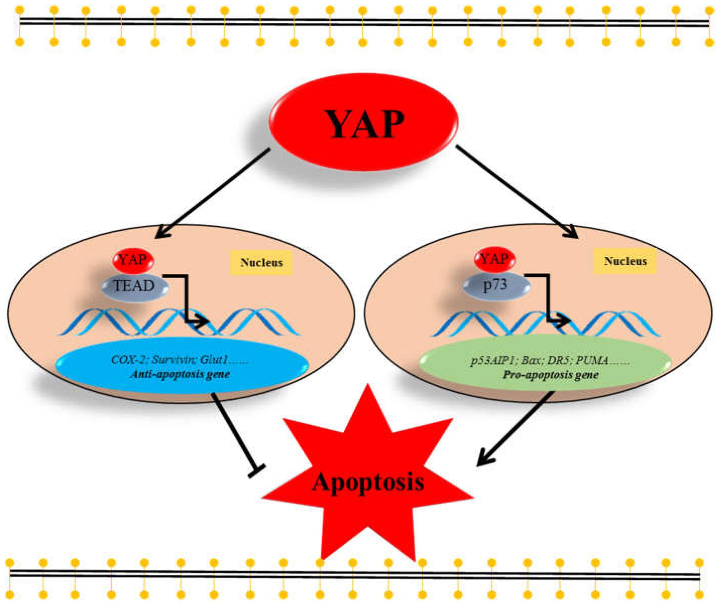 IJMS | Free Full-Text | The Ambivalent Function of YAP in Apoptosis and  Cancer