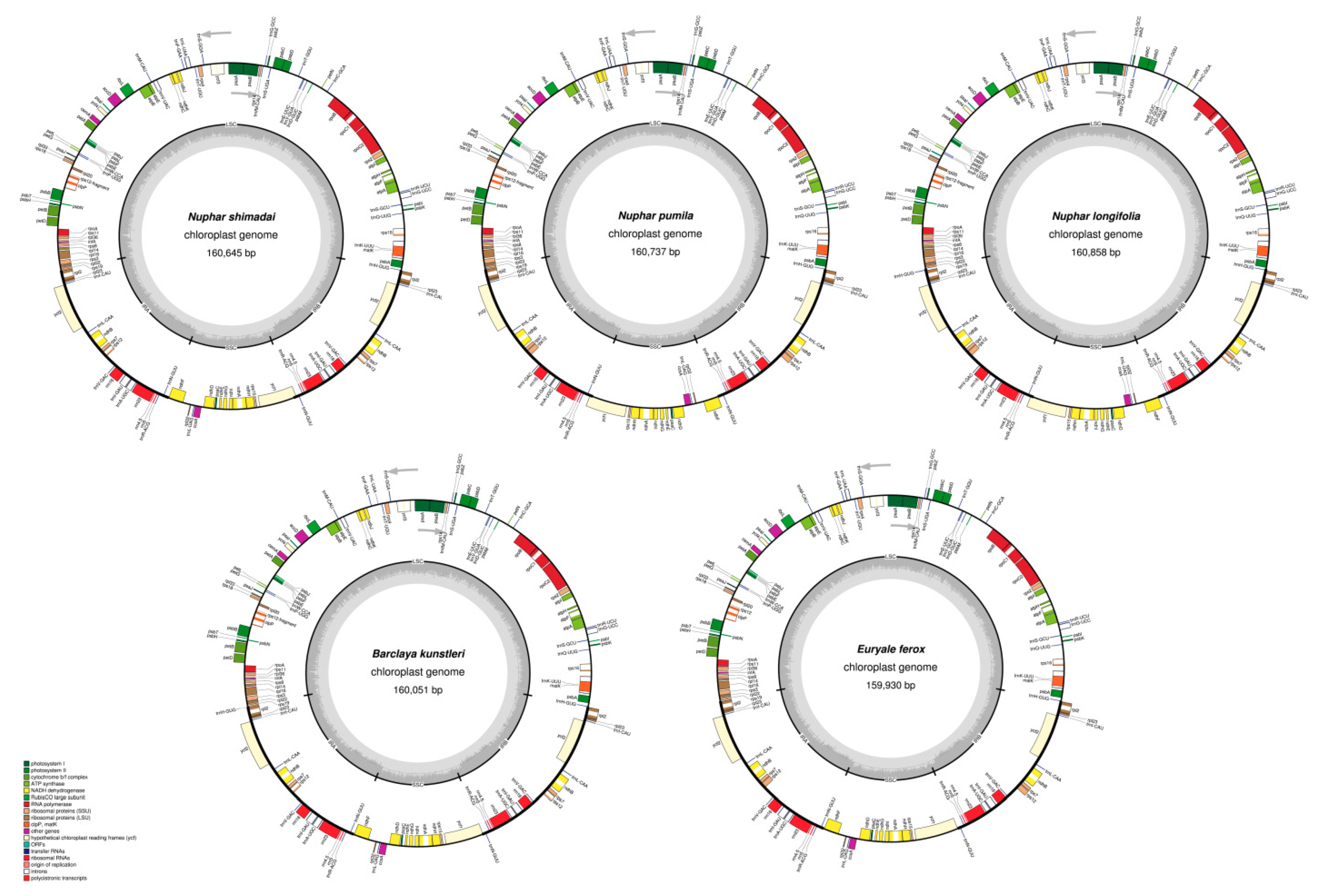 Ijms 19 03780 g001 Ijms 19 03780 g001