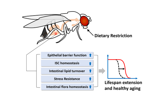 Ijms Free Full Text Drosophila Gut—a Nexus Between Dietary