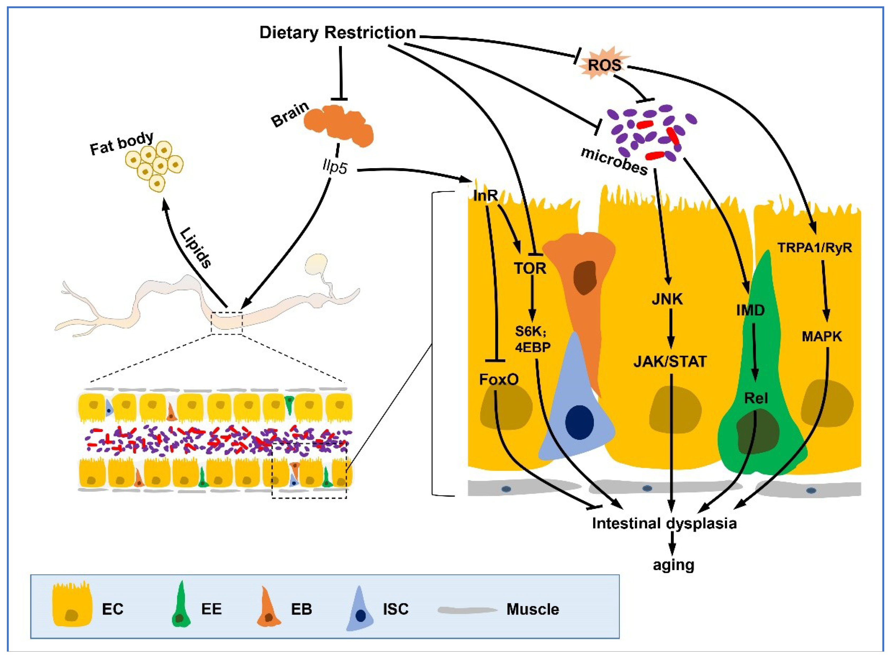 Ijms Free Full Text Drosophila Gut—a Nexus Between Dietary