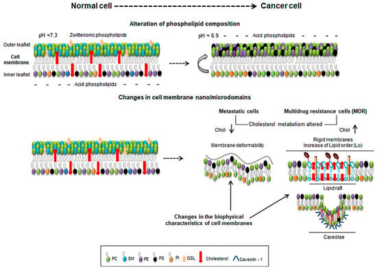 IJMS | Free Full-Text | Perturbing the Dynamics and Organization of Cell  Membrane Components: A New Paradigm for Cancer-Targeted Therapies | HTML