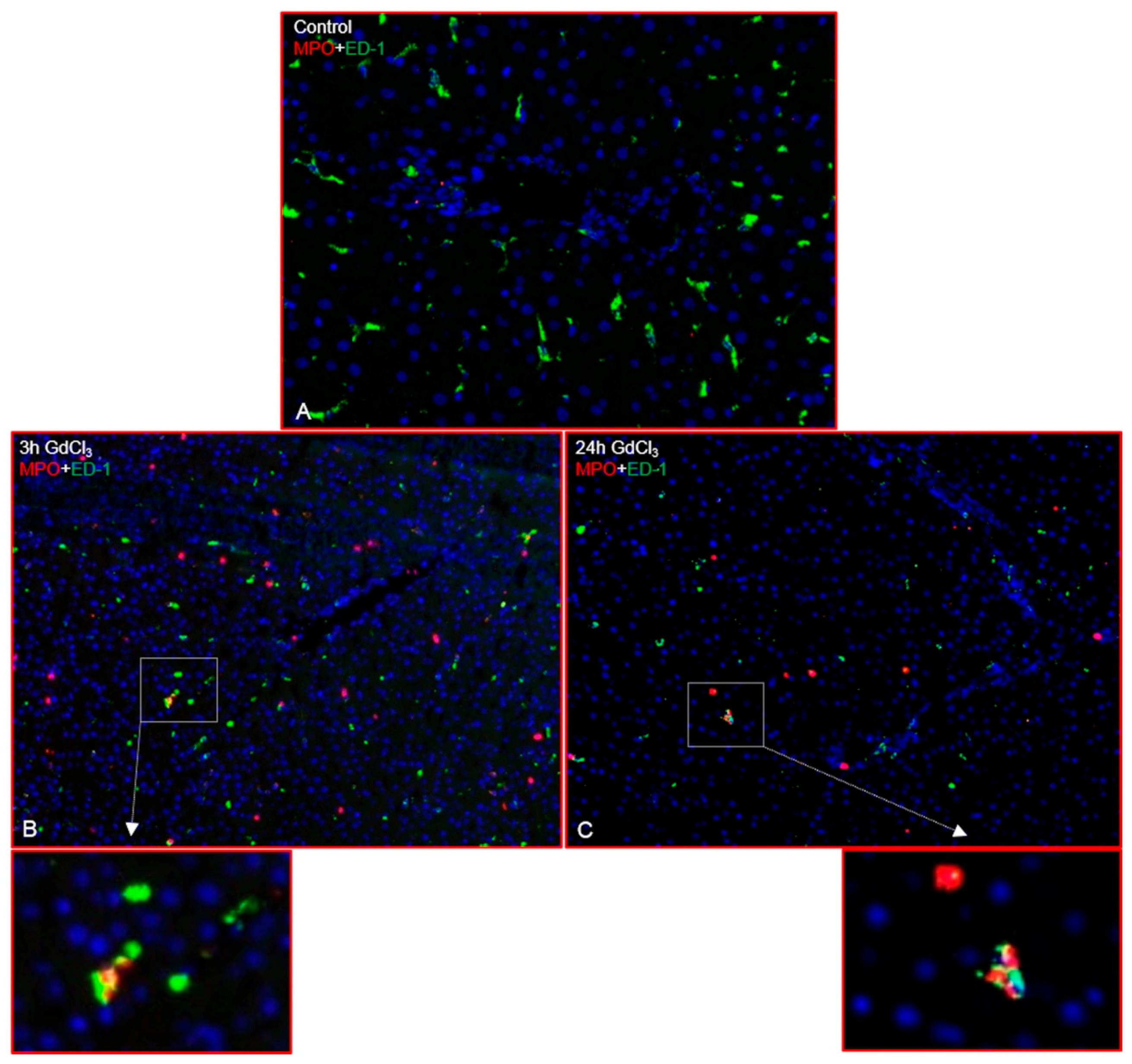 Ijms 19 03891 g001 Ijms 19 03891 g001