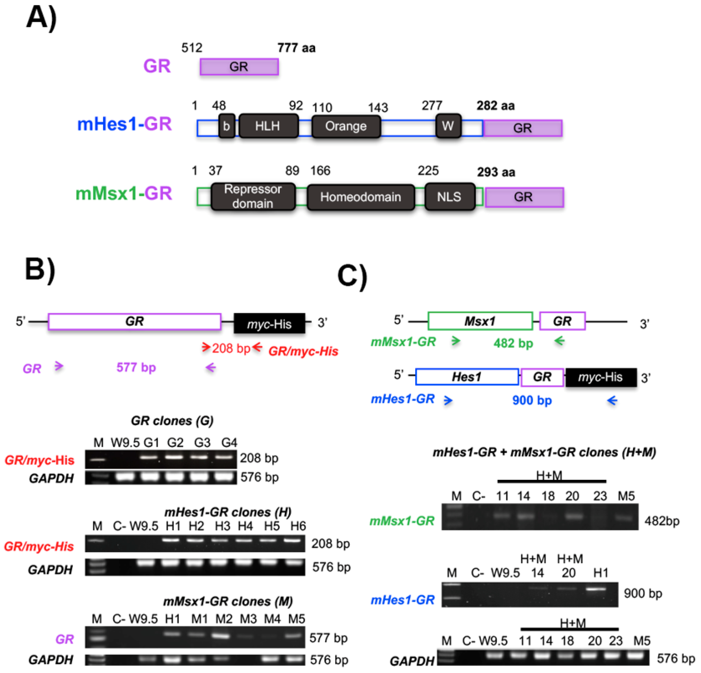 Ijms 19 04025 g003 Ijms 19 04025 g003