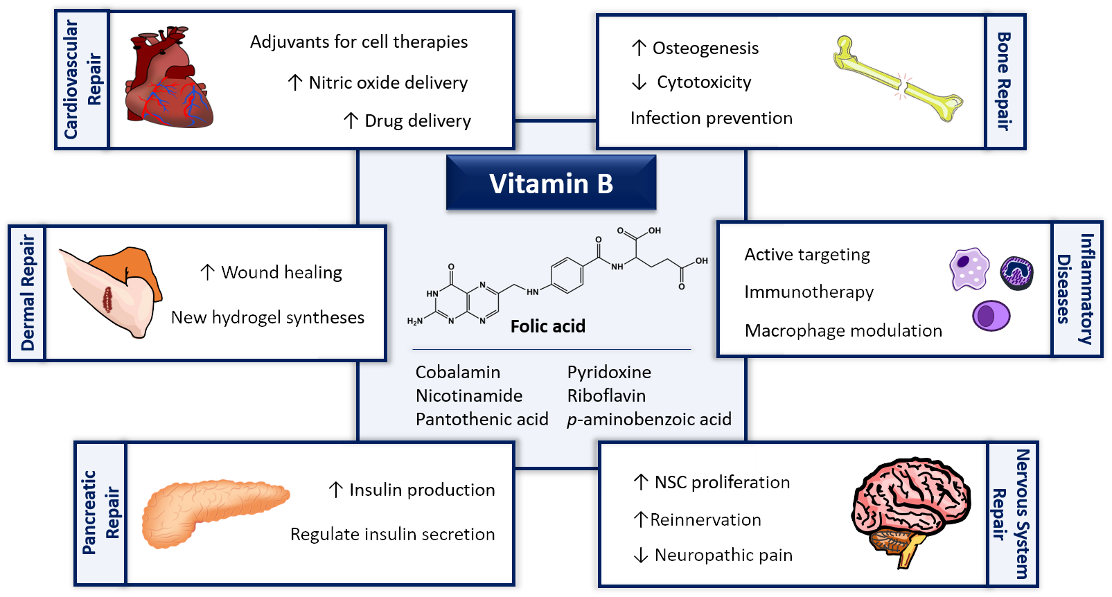 Ijms Free Full Text Tissue Engineering Therapies Based On Folic Acid And Other Vitamin B Derivatives Functional Mechanisms And Current Applications In Regenerative Medicine Html