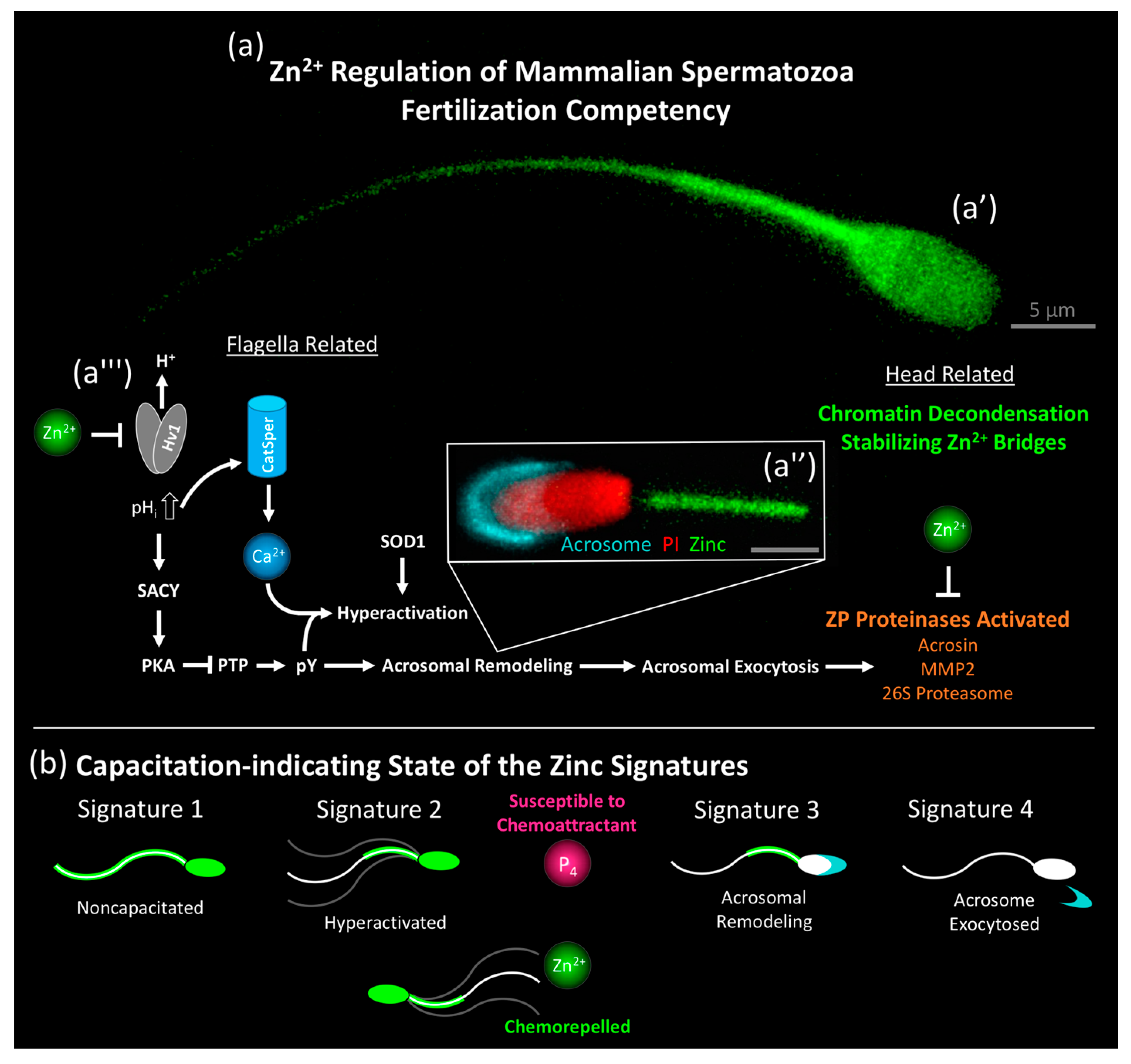 IJMS | Free Full-Text | Zinc: A Necessary Ion for Mammalian Sperm  Fertilization Competency | HTML