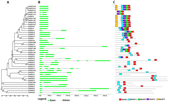 IJMS | Free Full-Text | Genome-Wide Analysis of Watermelon HSP20s and Their  Expression Profiles and Subcellular Locations under Stresses | HTML