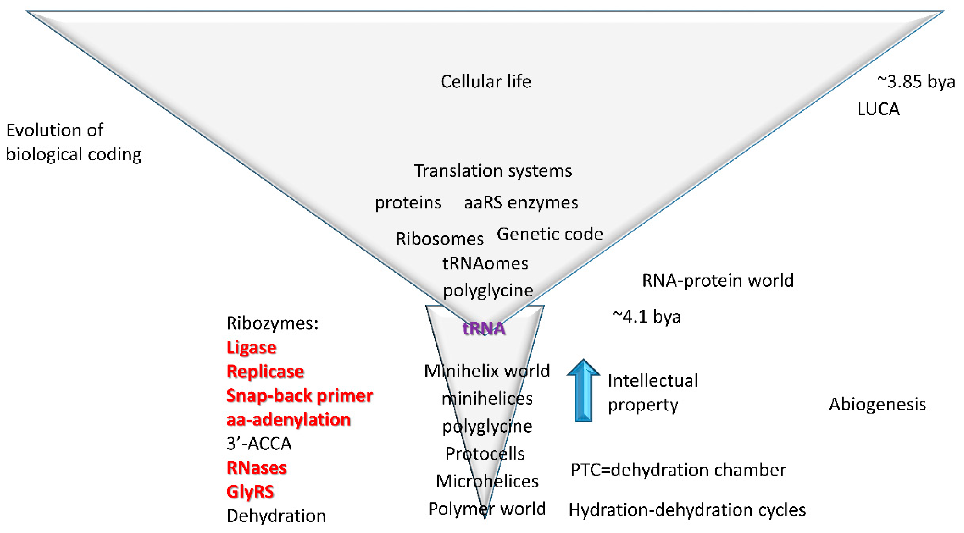 Ijms Free Full Text Ribosome Structure Function And Early Evolution Html