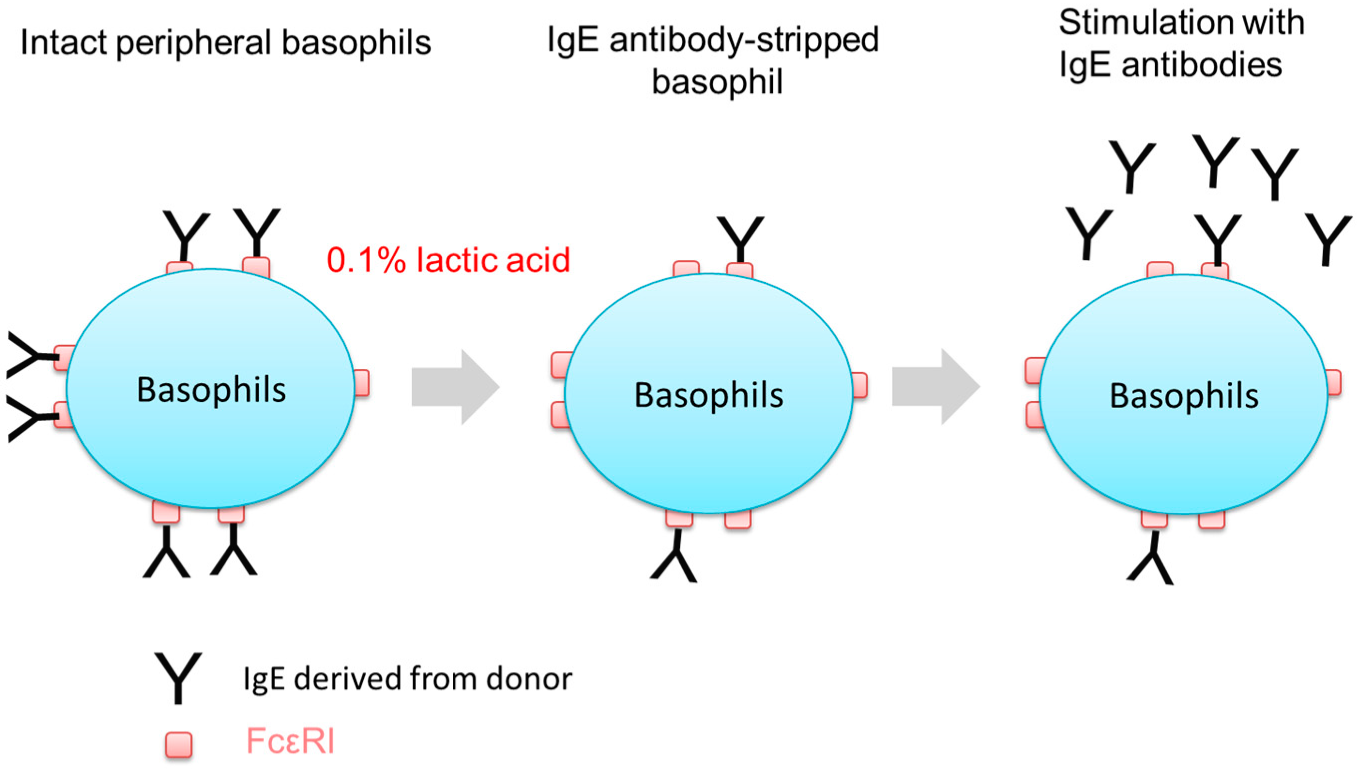 IJMS | Free Full-Text | Activation of Human Peripheral Basophils in  Response to High IgE Antibody Concentrations without Antigens