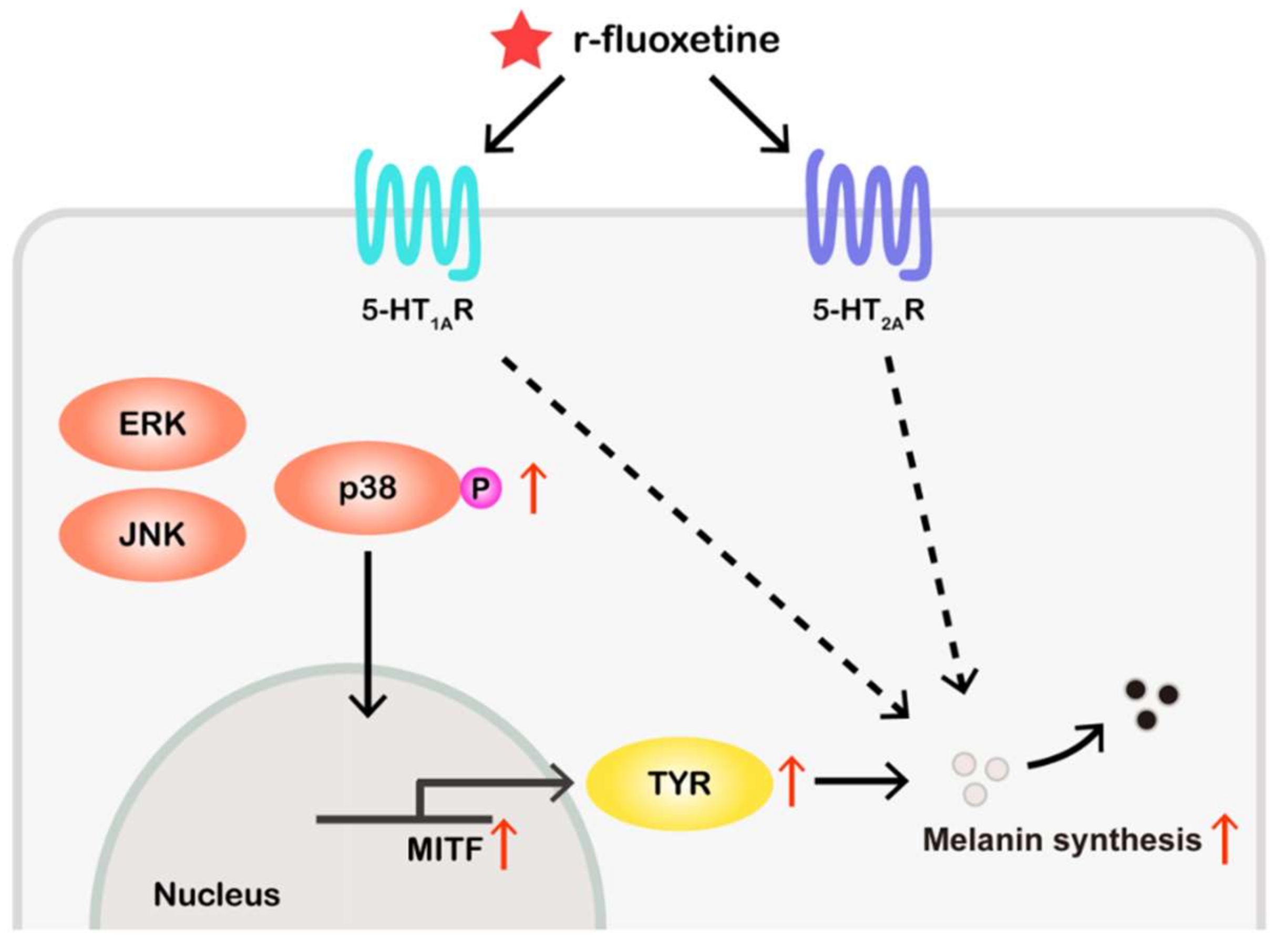 Ijms Free Full Text R Fluoxetine Increases Melanin Synthesis