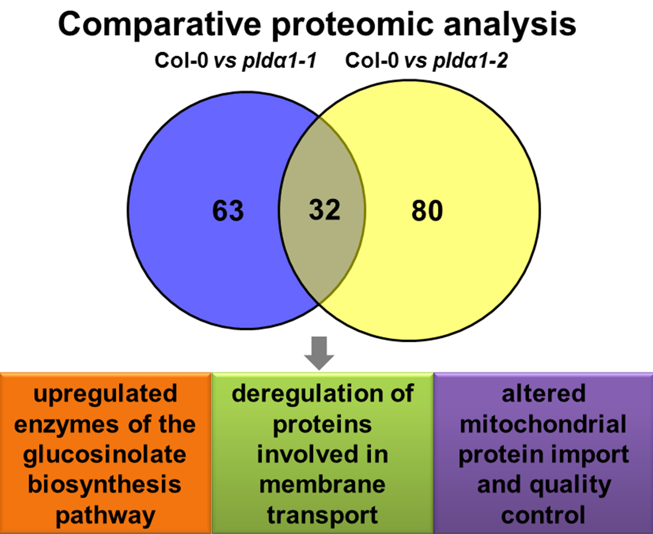 Ijms Free Full Text Shot Gun Proteomic Analysis On Roots Of Arabidopsis Plda1 Mutants Suggesting The Involvement Of Plda1 In Mitochondrial Protein Import Vesicular Trafficking And Glucosinolate Biosynthesis Html