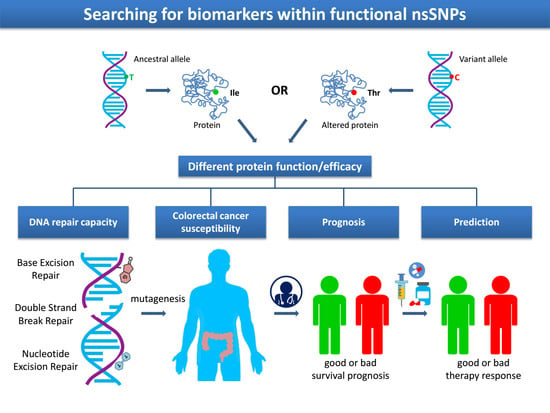 IJMS | Free Full-Text | Functional Polymorphisms In DNA Repair Genes ...