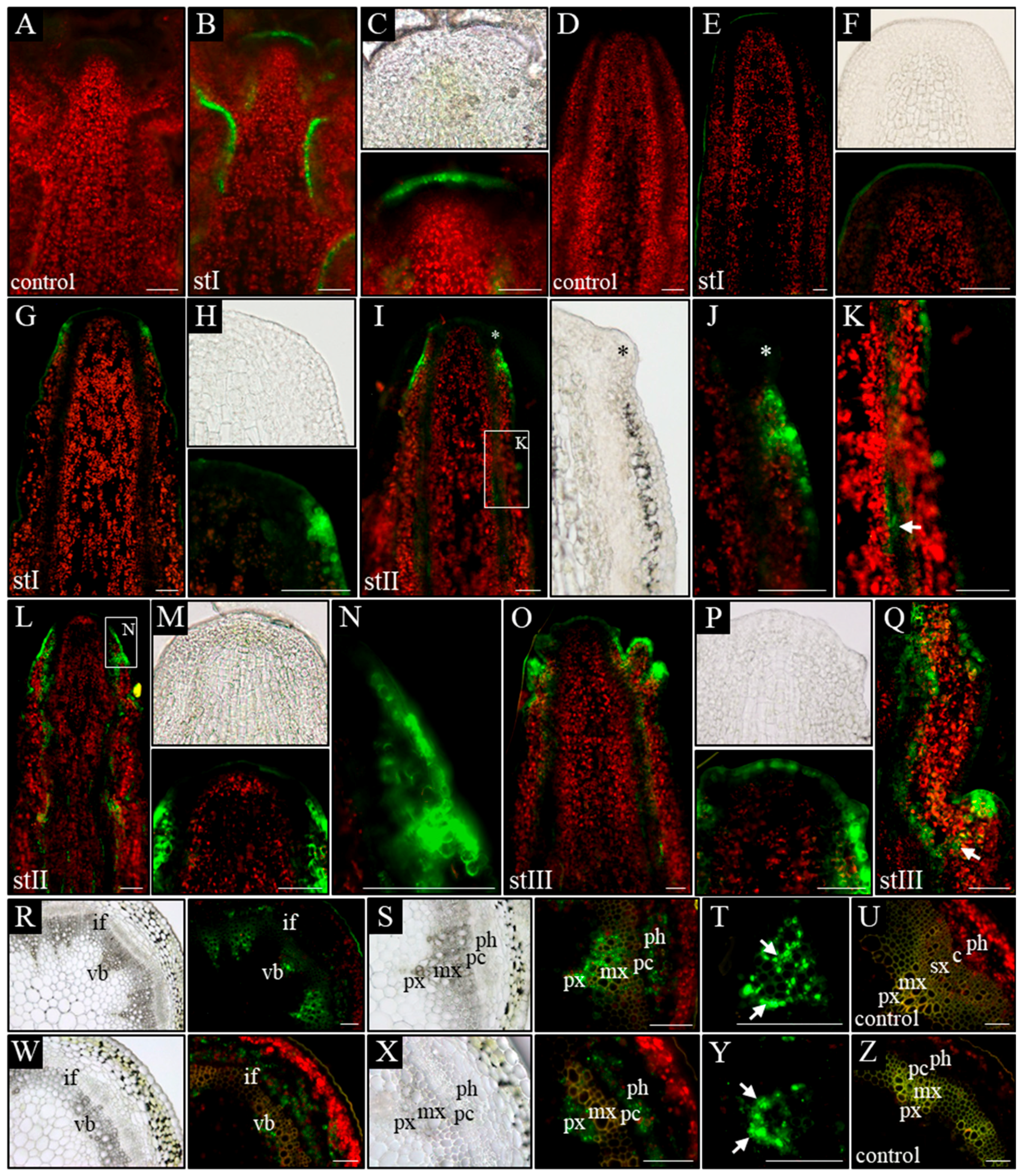 Ijms Free Full Text Ontogenetic Changes In Auxin Biosynthesis And Distribution Determine The Organogenic Activity Of The Shoot Apical Meristem In Pin1 Mutants Html