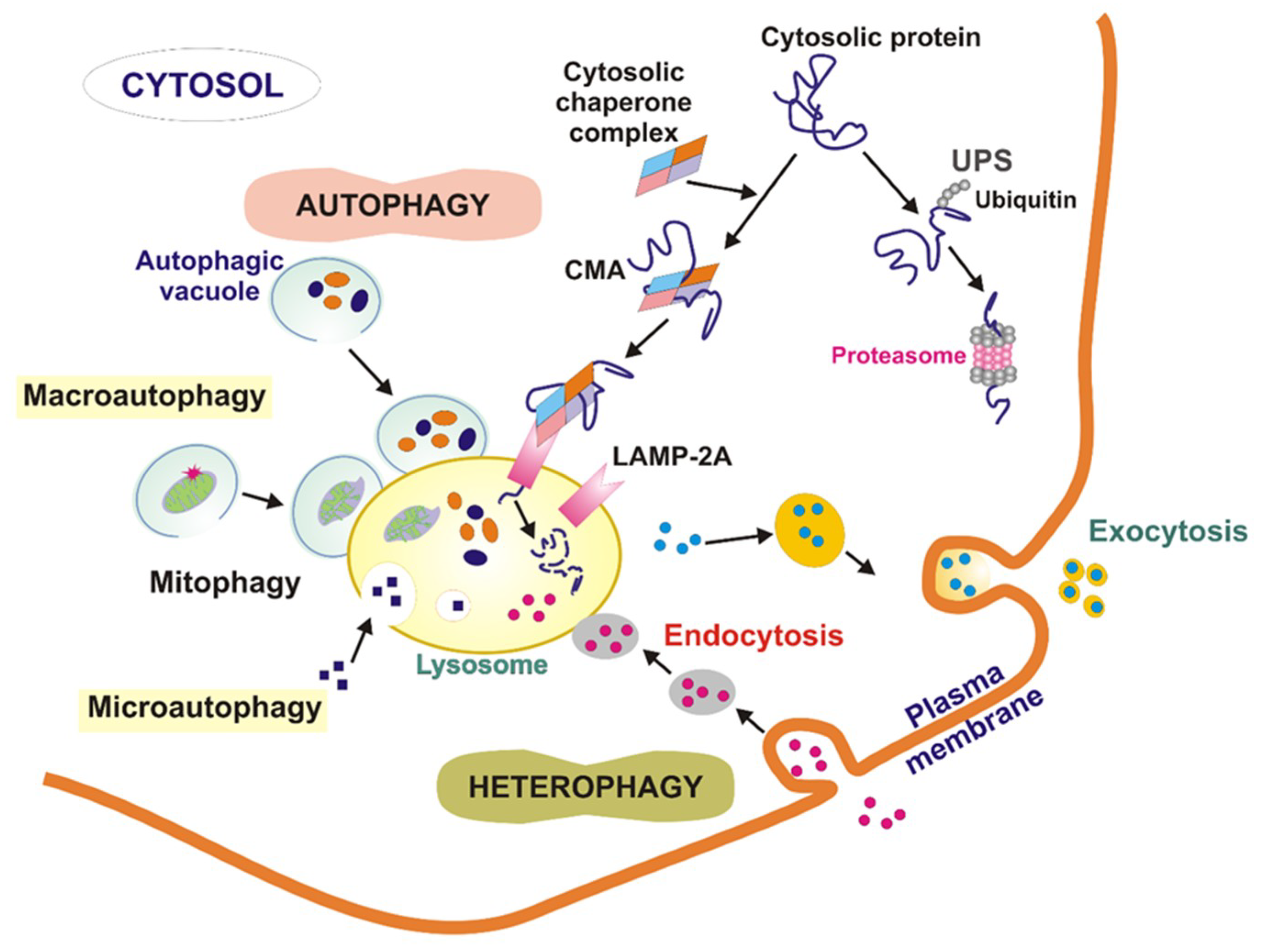 composition protein of g and  Interplay Its Proteasome Free Autophagy the and between Ubiquitin  Full IJMS   System Text