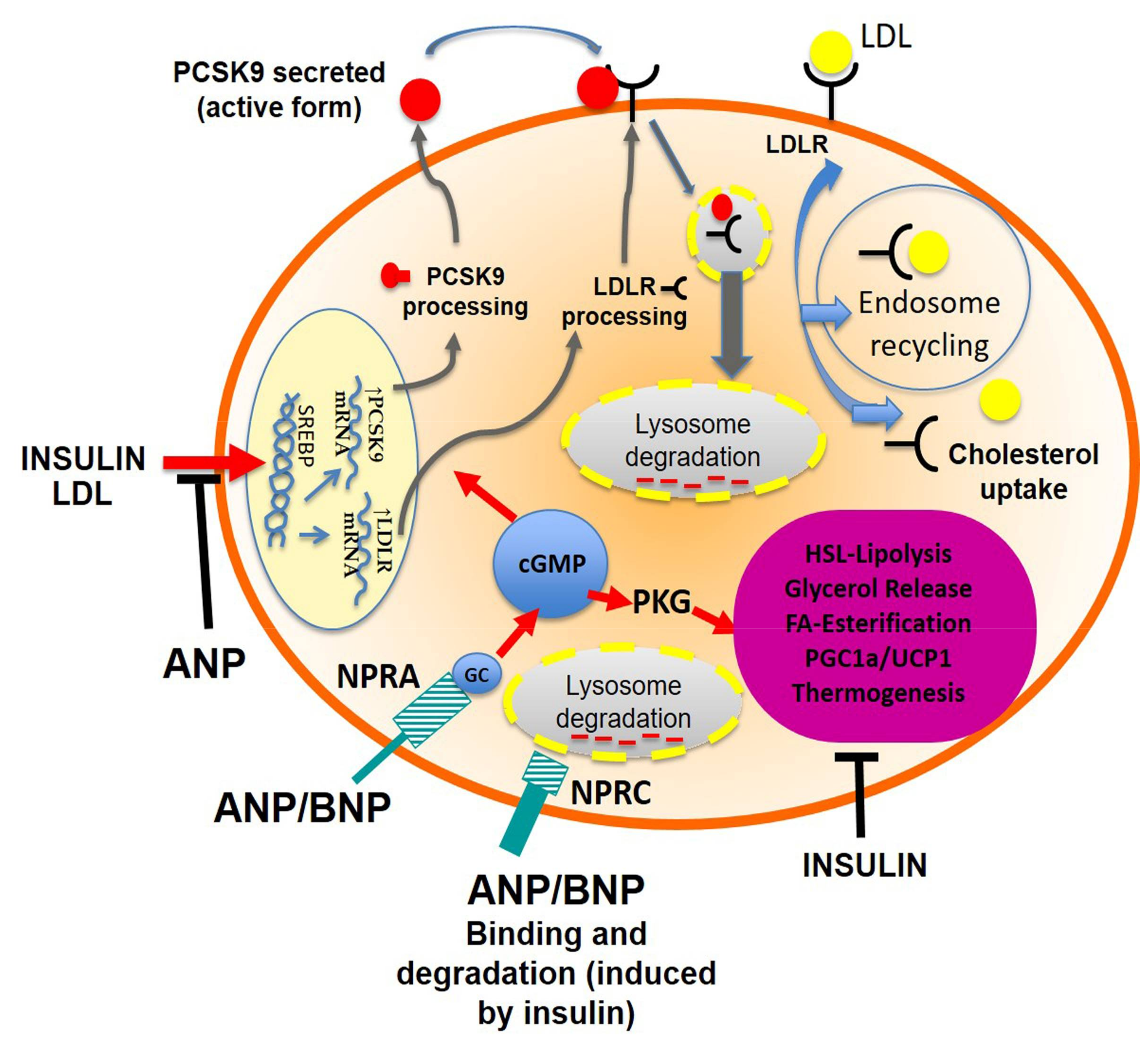 Повышенные уровень функция pcsk9